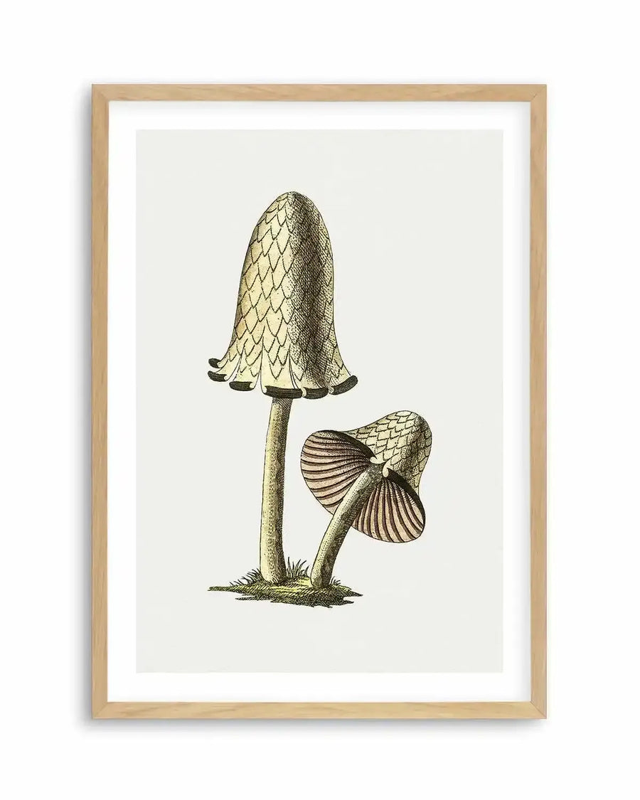 Inky Cap Edible Mushroom Vintage Illustration Art Print from Olive et Oriel where you can shop wallpaper and artworks online