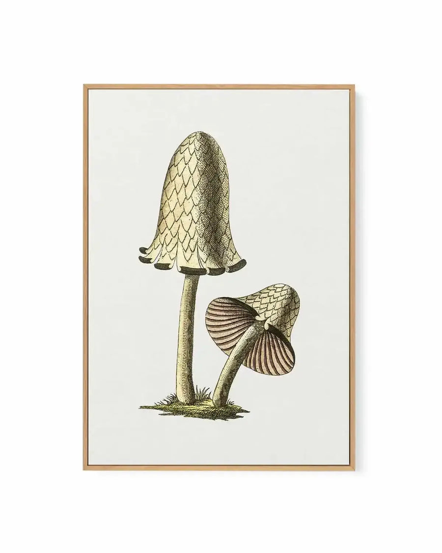 Inky Cap Edible Mushroom Vintage Illustration | Framed Canvas Art Print from Olive et Oriel where you can shop wallpaper and artworks online