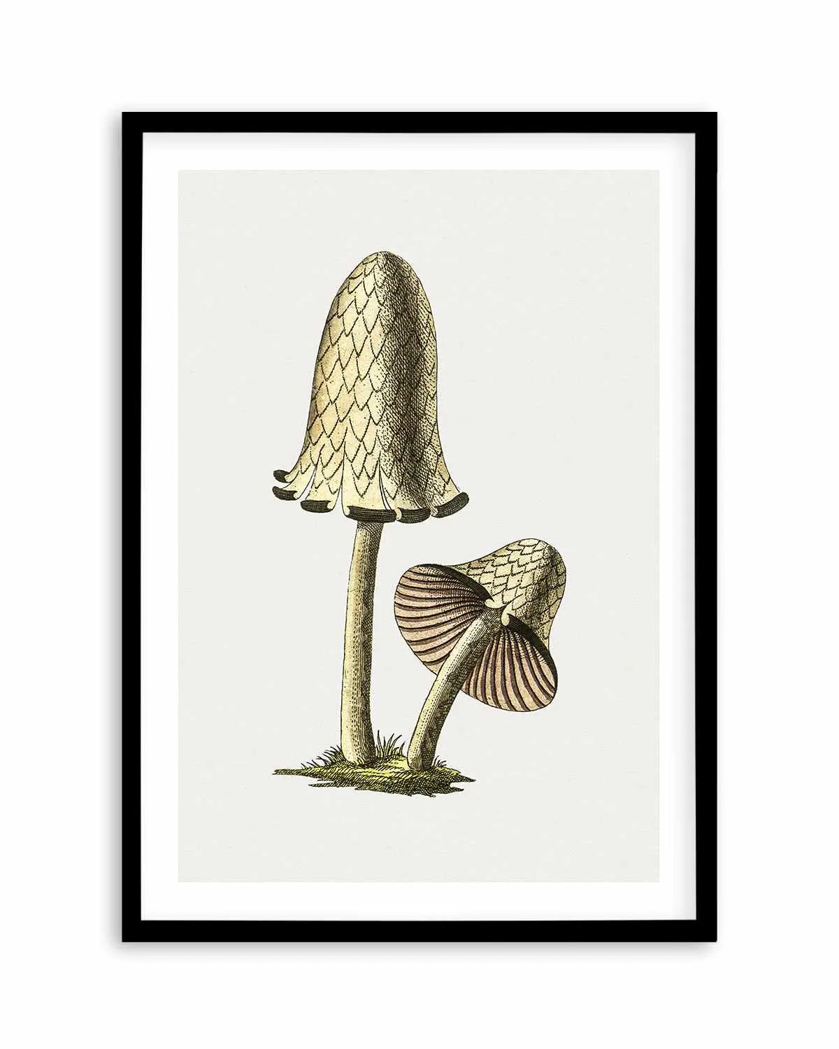 Inky Cap Edible Mushroom Vintage Illustration Art Print from Olive et Oriel where you can shop wallpaper and artworks online