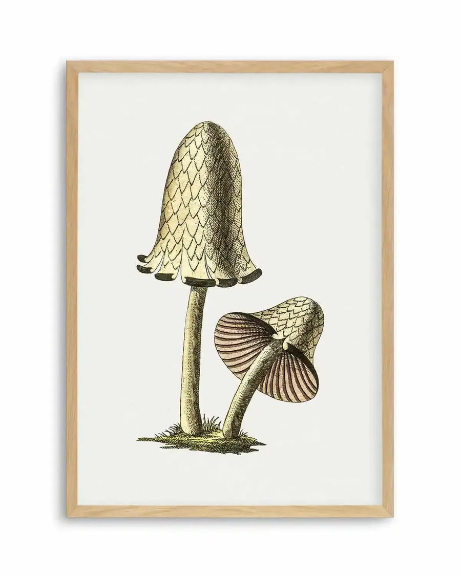 Inky Cap Edible Mushroom Vintage Illustration Art Print from Olive et Oriel where you can shop wallpaper and artworks online