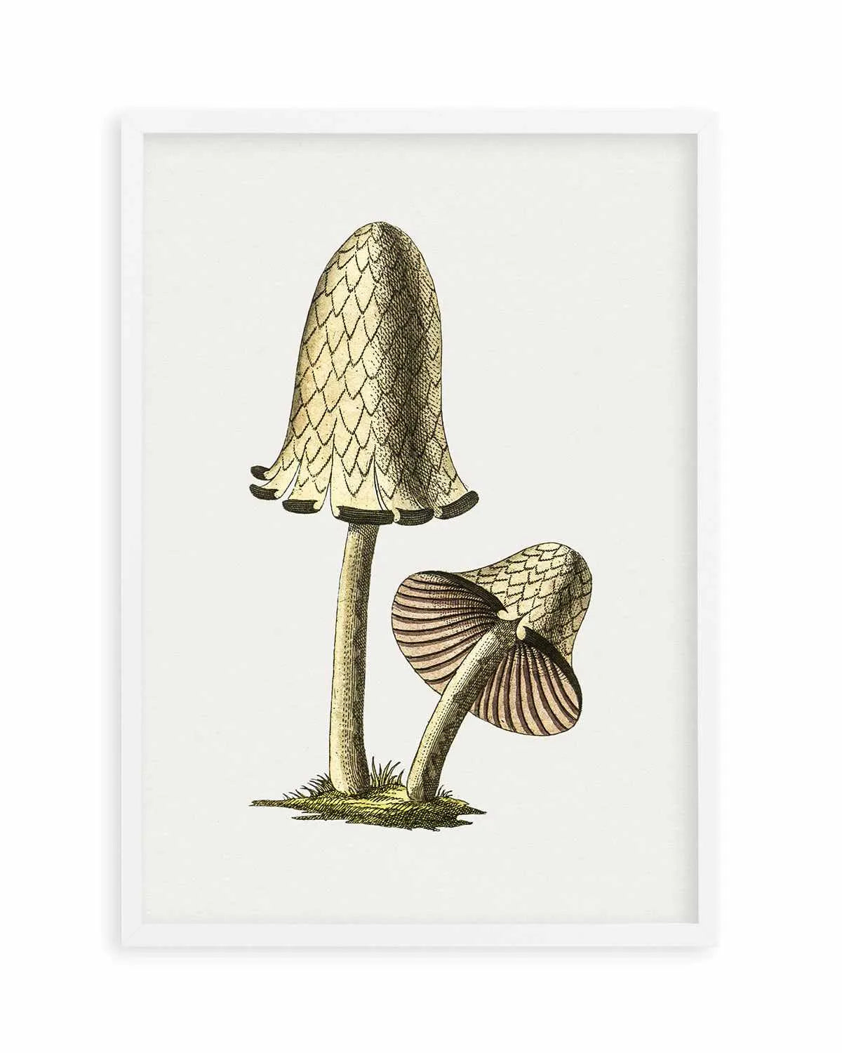 Inky Cap Edible Mushroom Vintage Illustration Art Print from Olive et Oriel where you can shop wallpaper and artworks online