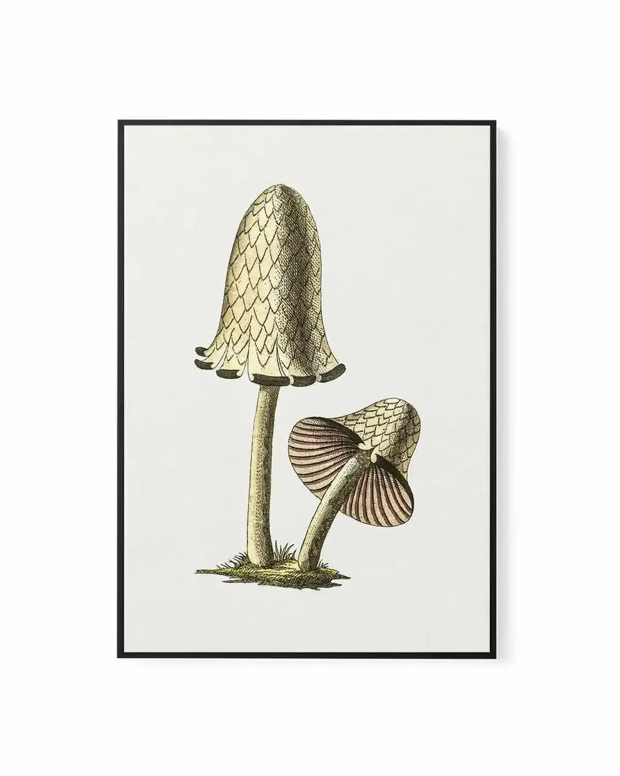 Inky Cap Edible Mushroom Vintage Illustration | Framed Canvas Art Print from Olive et Oriel where you can shop wallpaper and artworks online