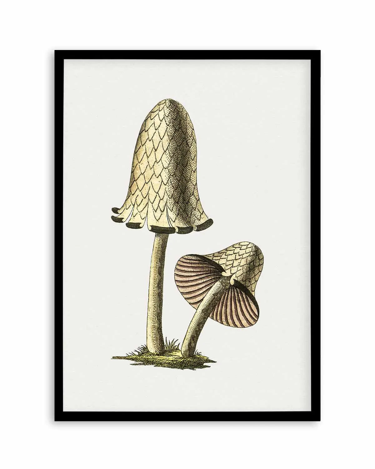 Inky Cap Edible Mushroom Vintage Illustration Art Print from Olive et Oriel where you can shop wallpaper and artworks online