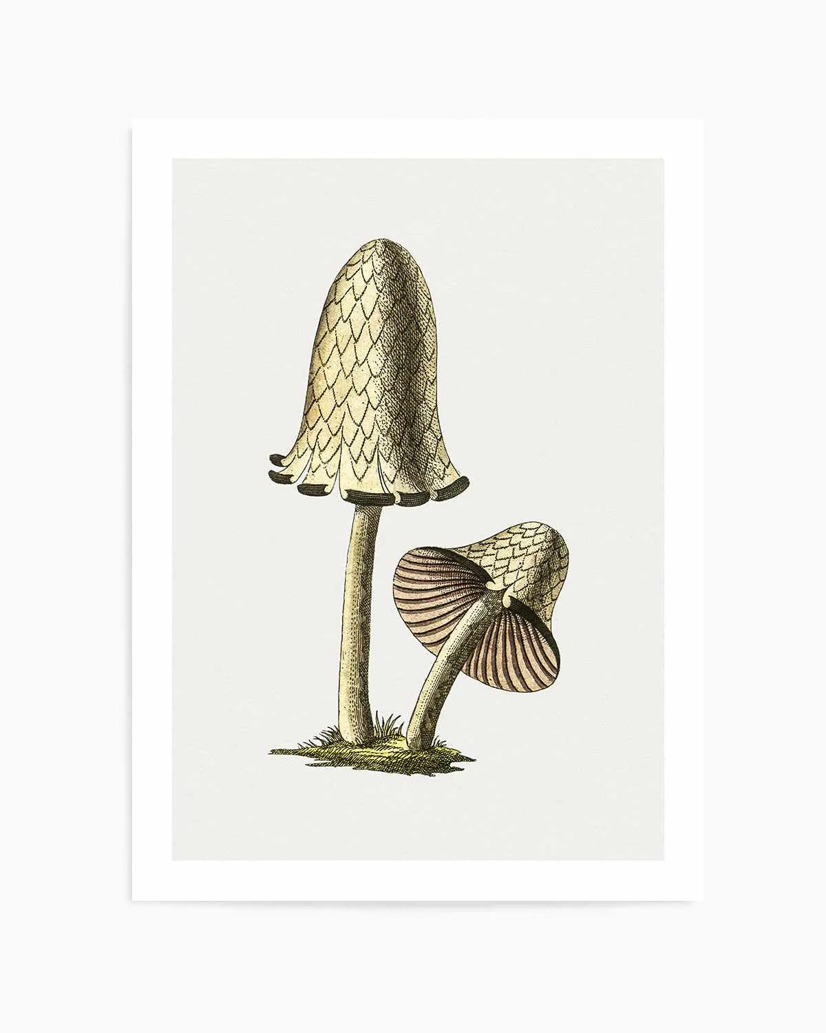 Inky Cap Edible Mushroom Vintage Illustration Art Print from Olive et Oriel where you can shop wallpaper and artworks online