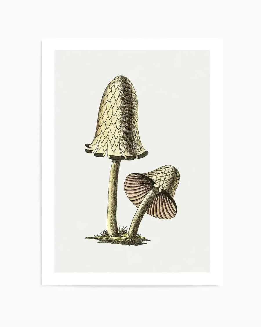Inky Cap Edible Mushroom Vintage Illustration Art Print from Olive et Oriel where you can shop wallpaper and artworks online