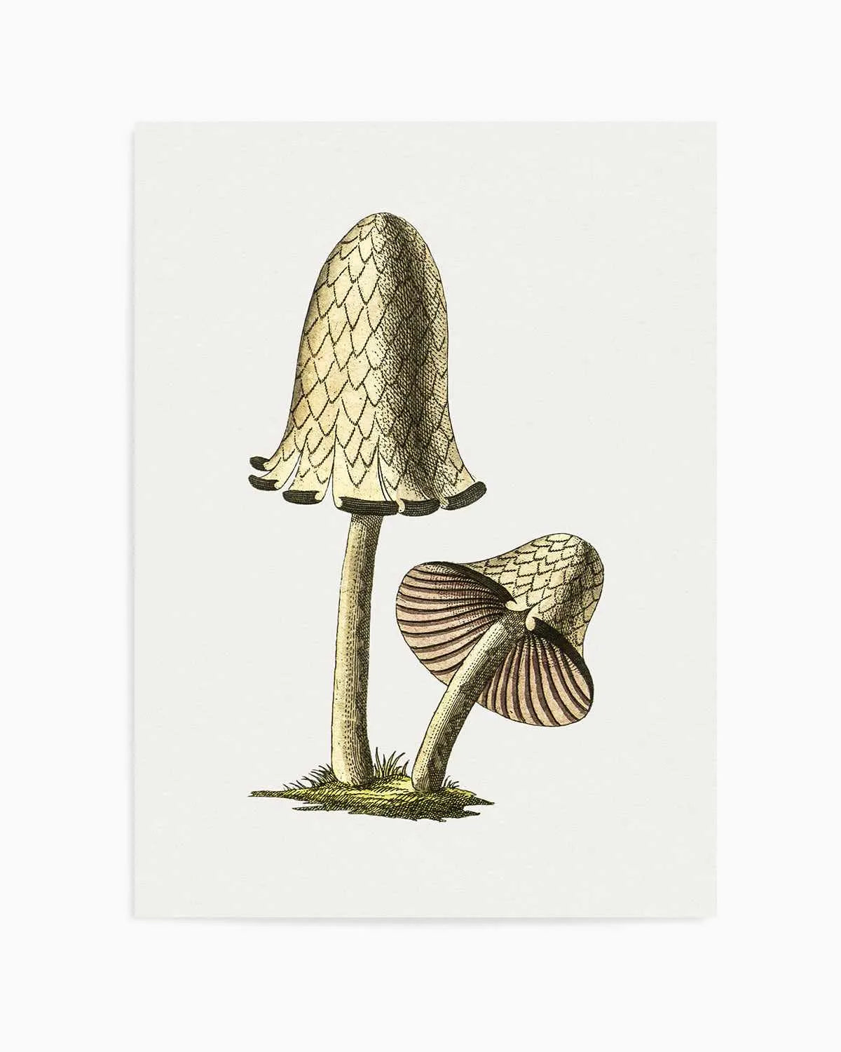 Inky Cap Edible Mushroom Vintage Illustration Art Print from Olive et Oriel where you can shop wallpaper and artworks online