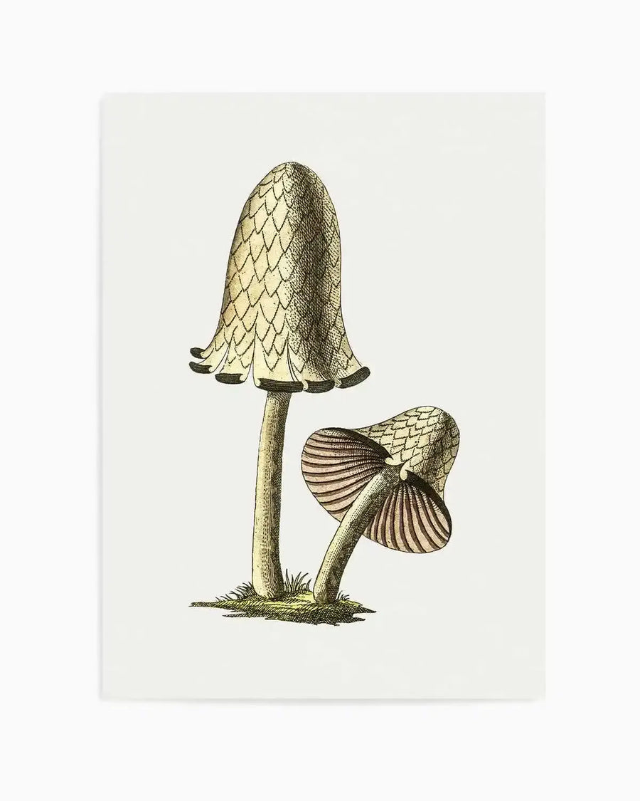 Inky Cap Edible Mushroom Vintage Illustration Art Print from Olive et Oriel where you can shop wallpaper and artworks online