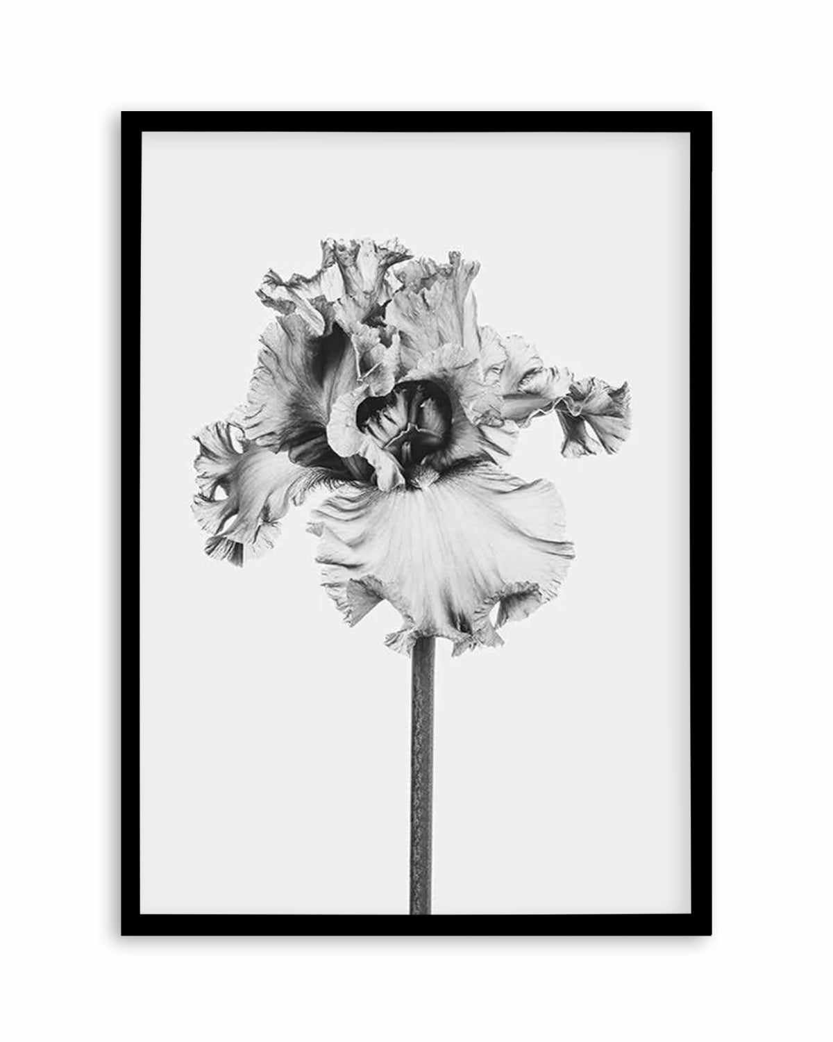 Iris en Noir Art Print