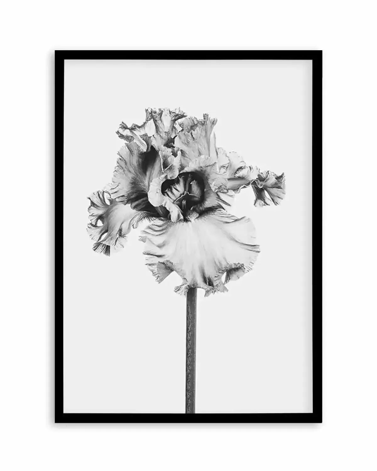Iris en Noir Art Print from Olive et Oriel where you can shop wallpaper and artworks online