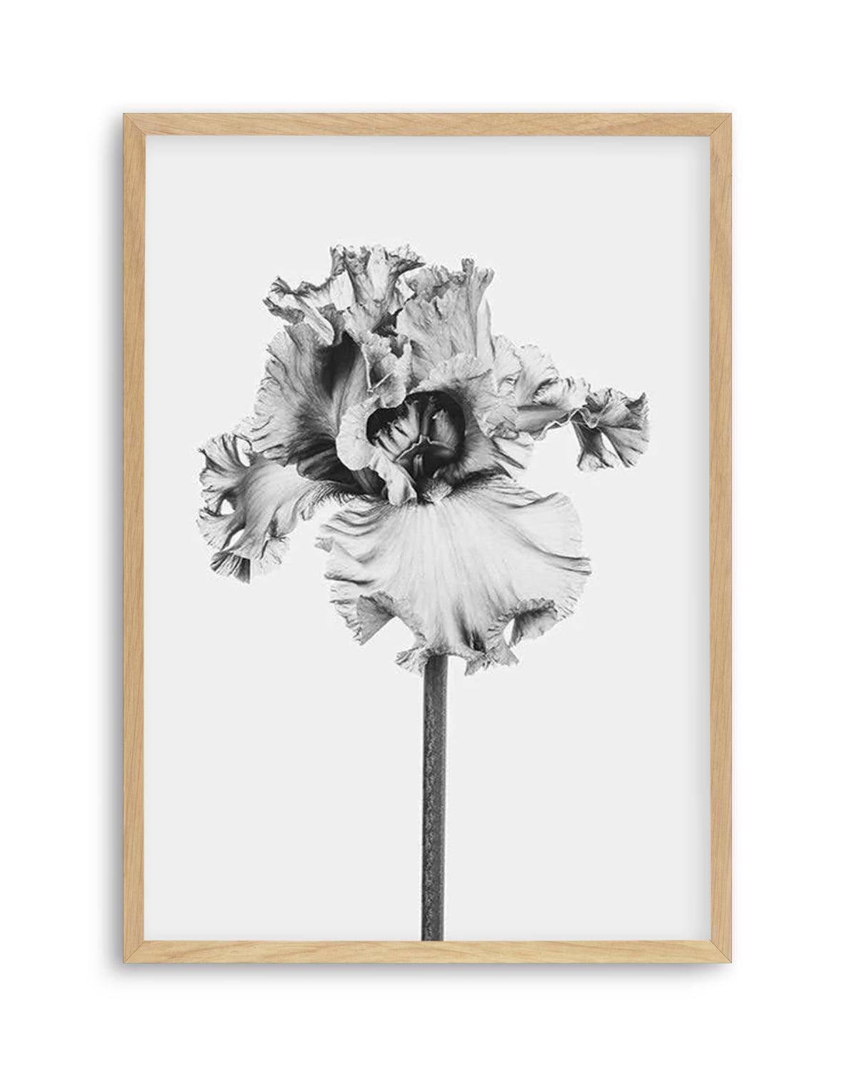 Iris en Noir Art Print