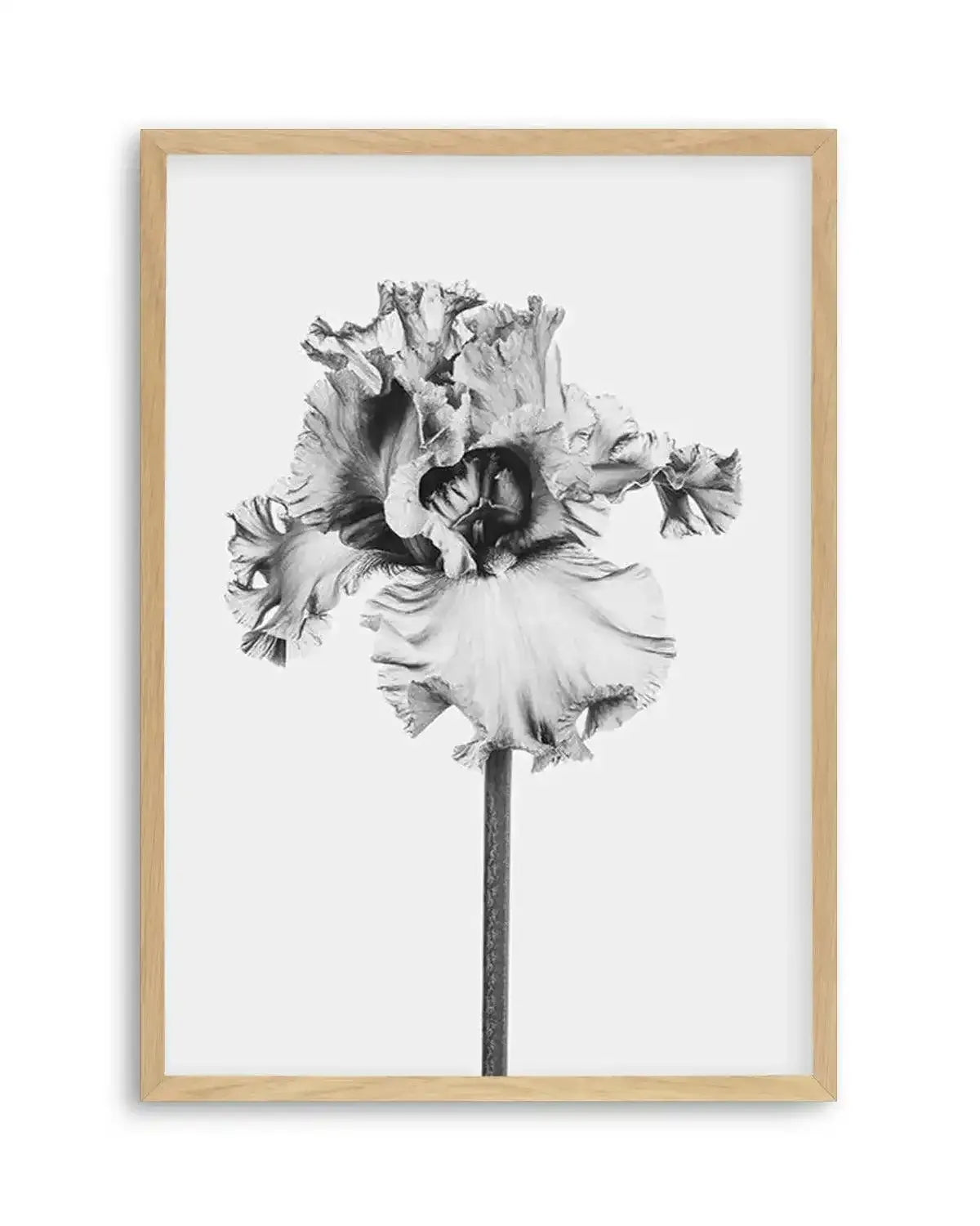 Iris en Noir Art Print from Olive et Oriel where you can shop wallpaper and artworks online