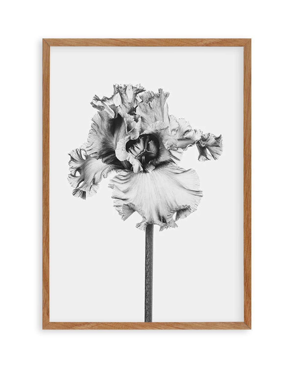 Iris en Noir Art Print