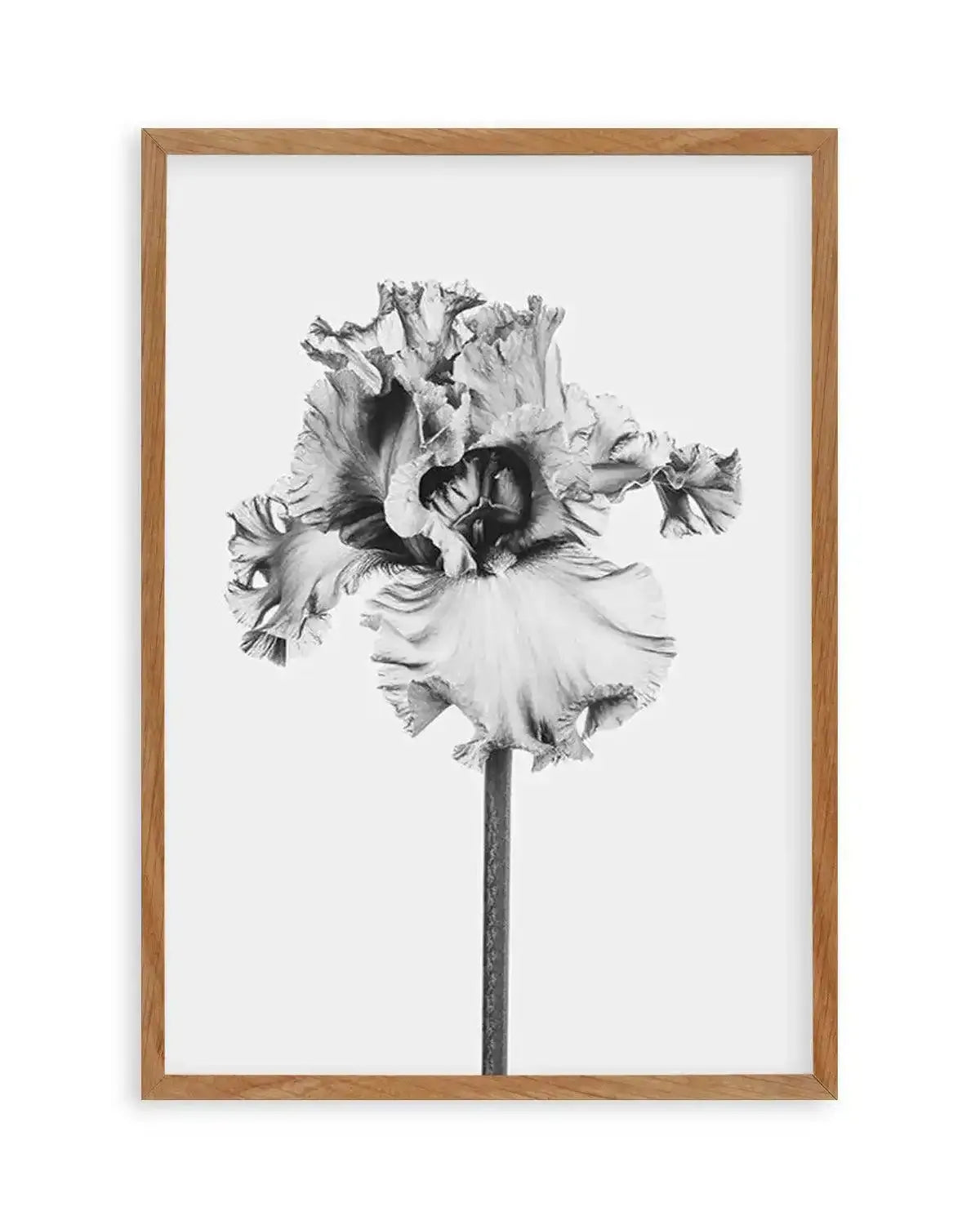 Iris en Noir Art Print from Olive et Oriel where you can shop wallpaper and artworks online