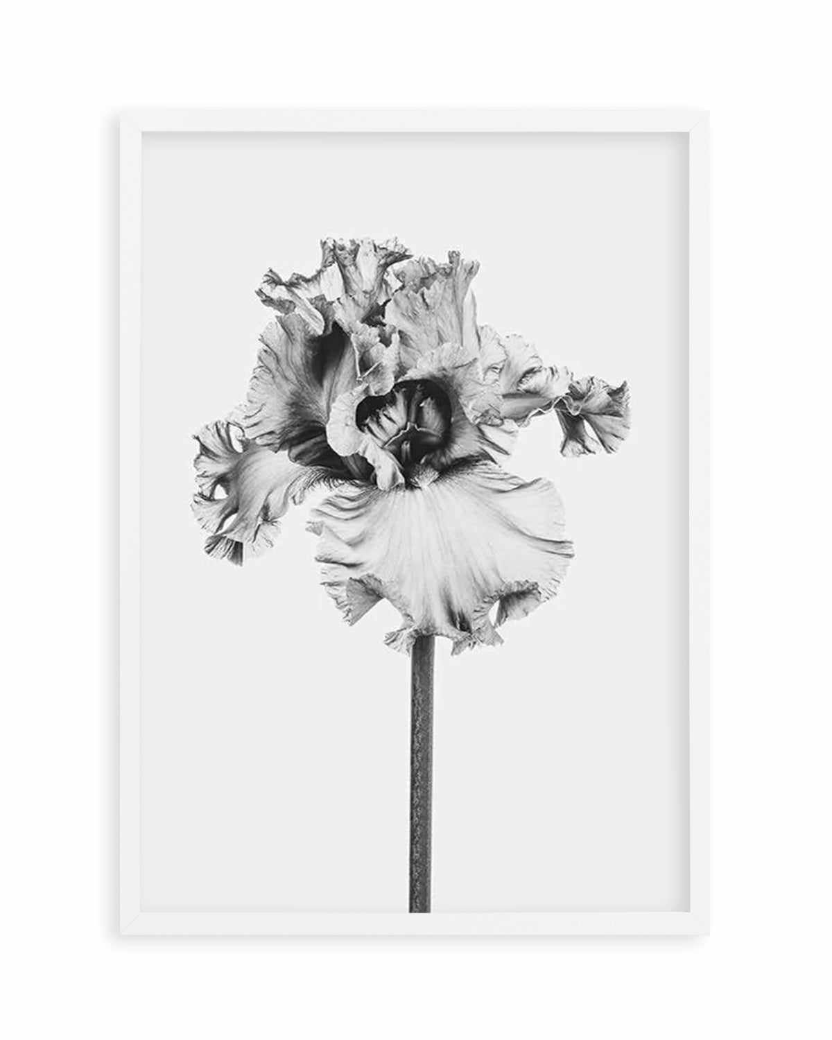 Iris en Noir Art Print