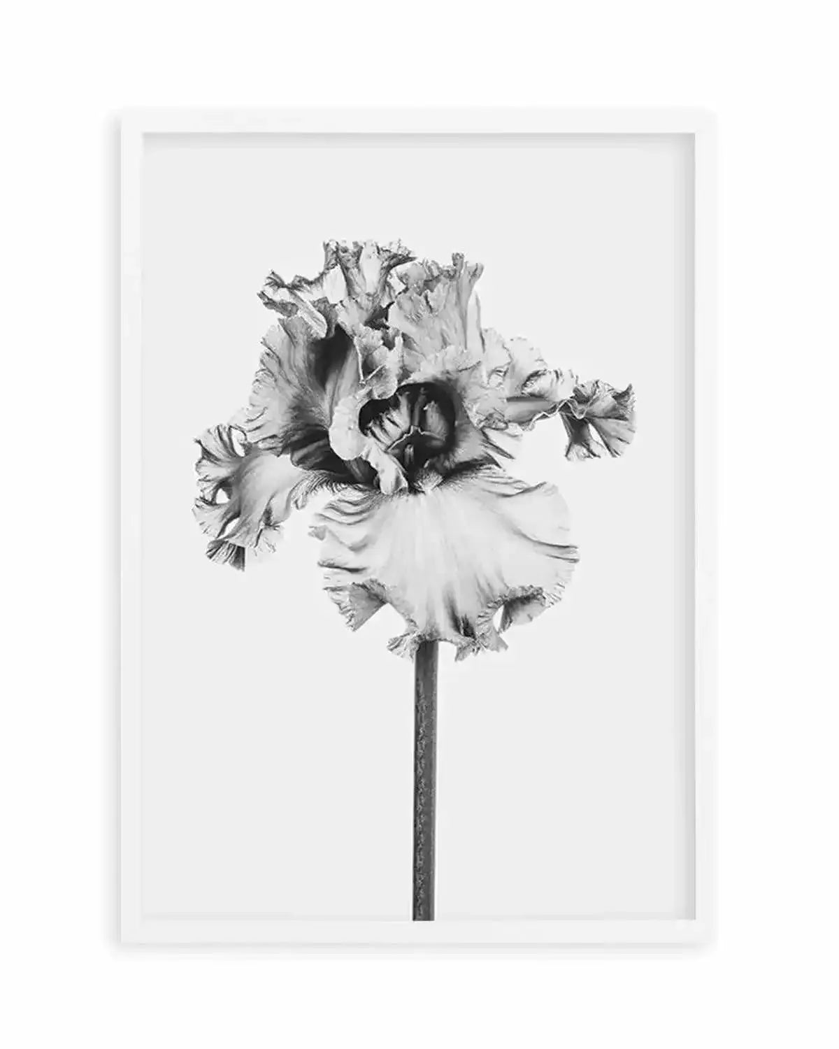 Iris en Noir Art Print from Olive et Oriel where you can shop wallpaper and artworks online