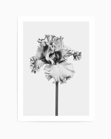 Framed black and white photograph of an iris flower with ruffled petals and a prominent stem, displayed with a white border. The flower is captured in sharp detail, highlighting the intricate texture and delicate folds of its petals, against a clean white background.