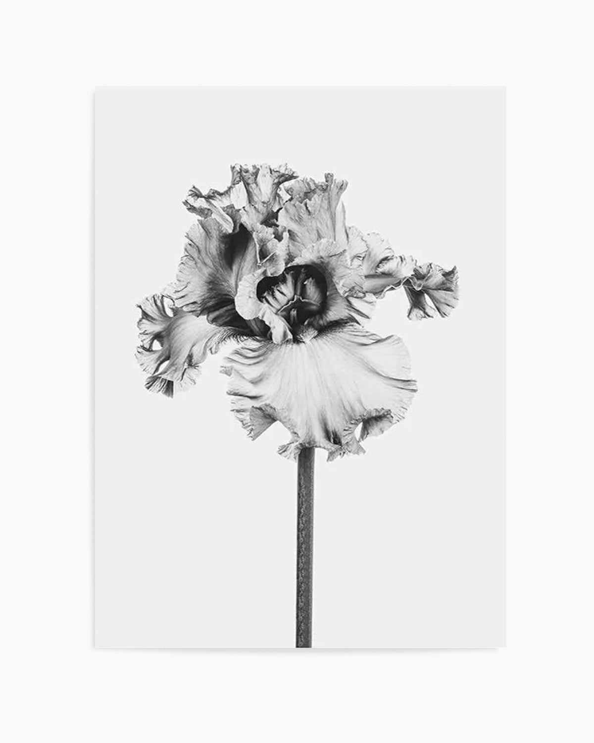 Iris en Noir Art Print