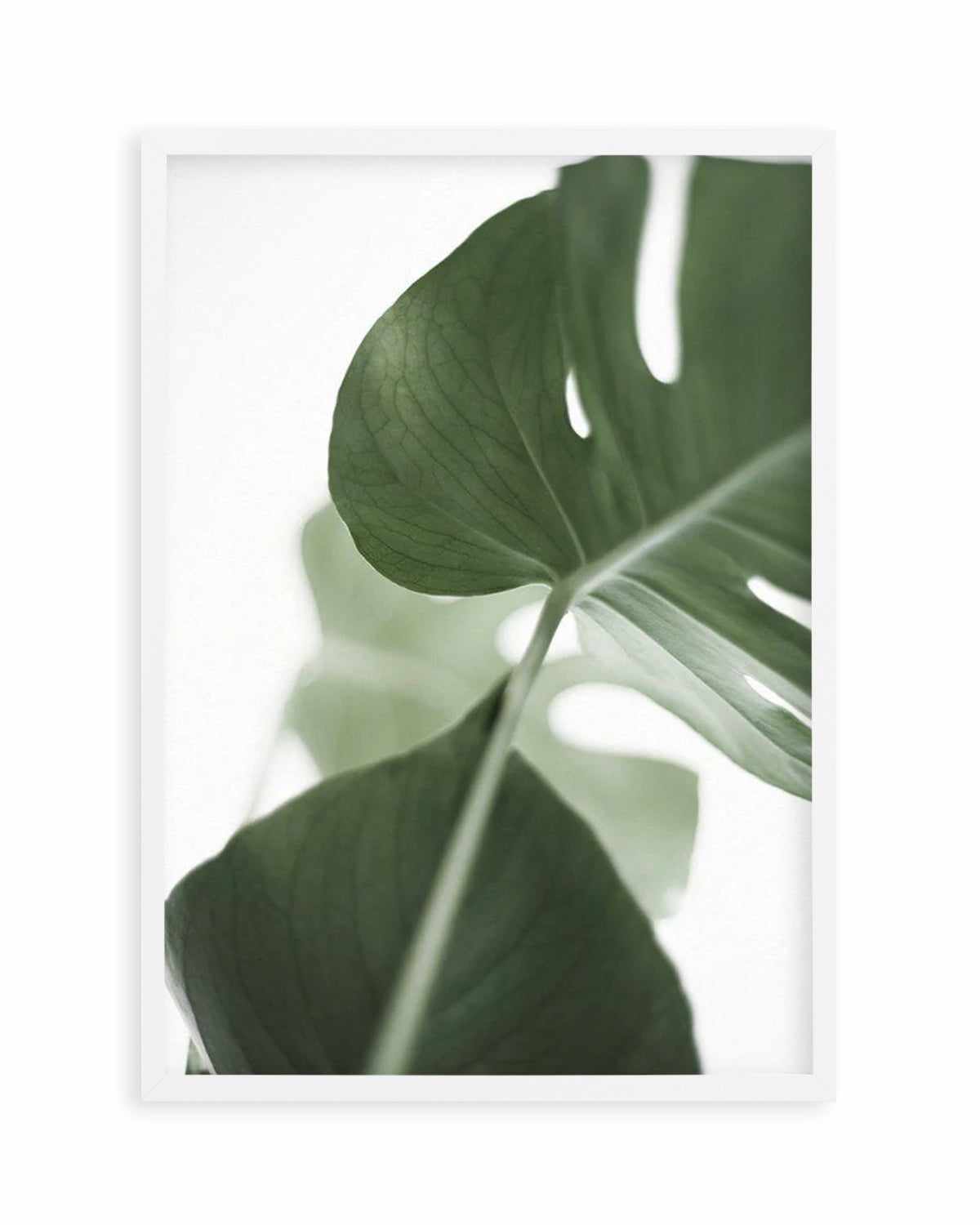 Island Luxe I | Monstera Art Print