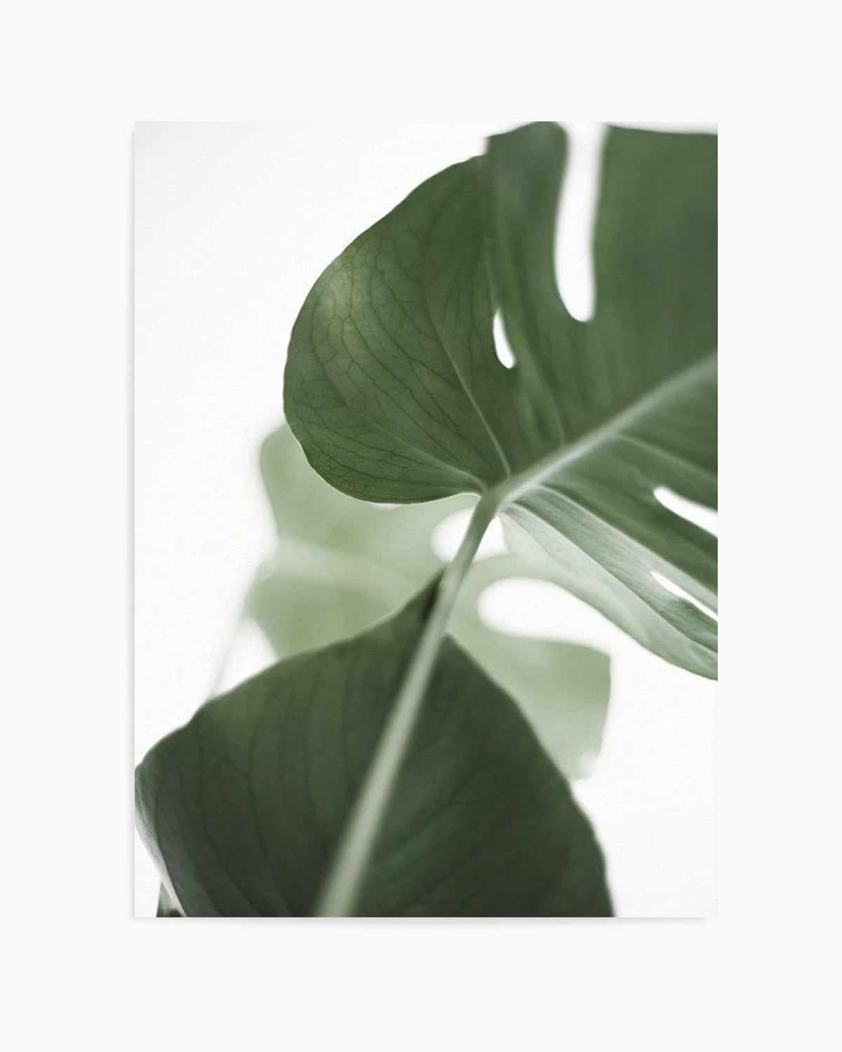 Island Luxe I | Monstera Art Print