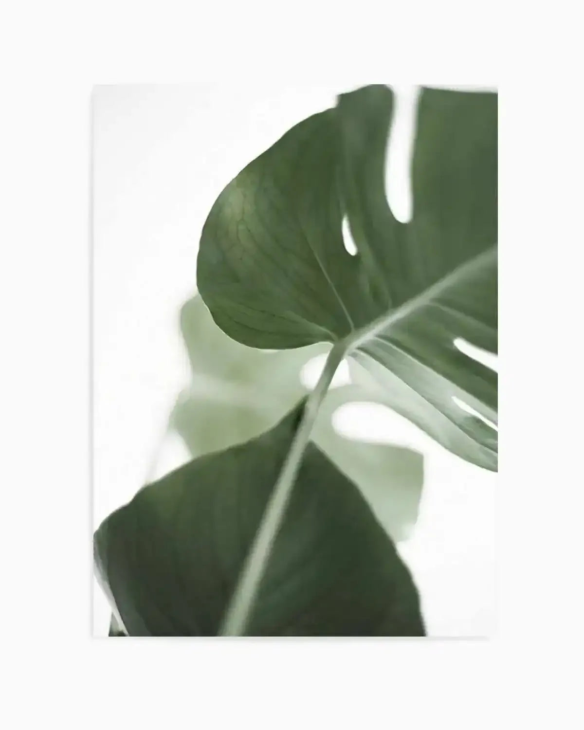 Island Luxe I | Monstera Art Print from Olive et Oriel where you can shop wallpaper and artworks online