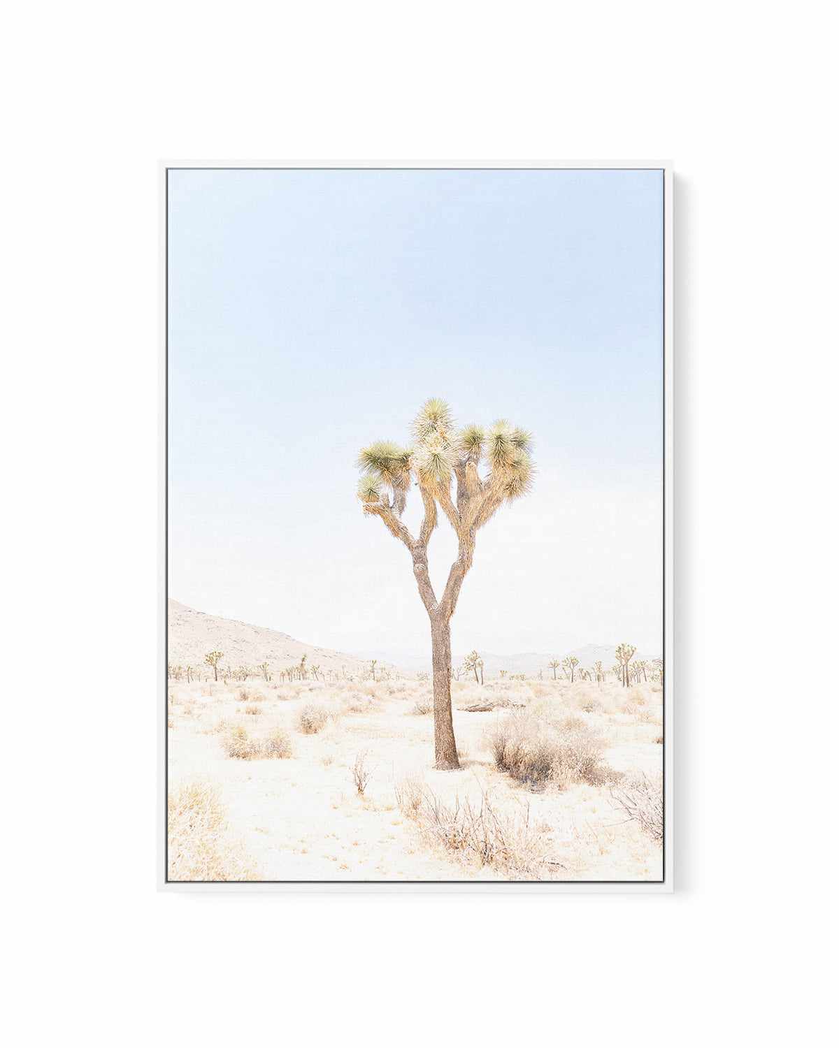 Joshua Tree I | Framed Canvas Art Print