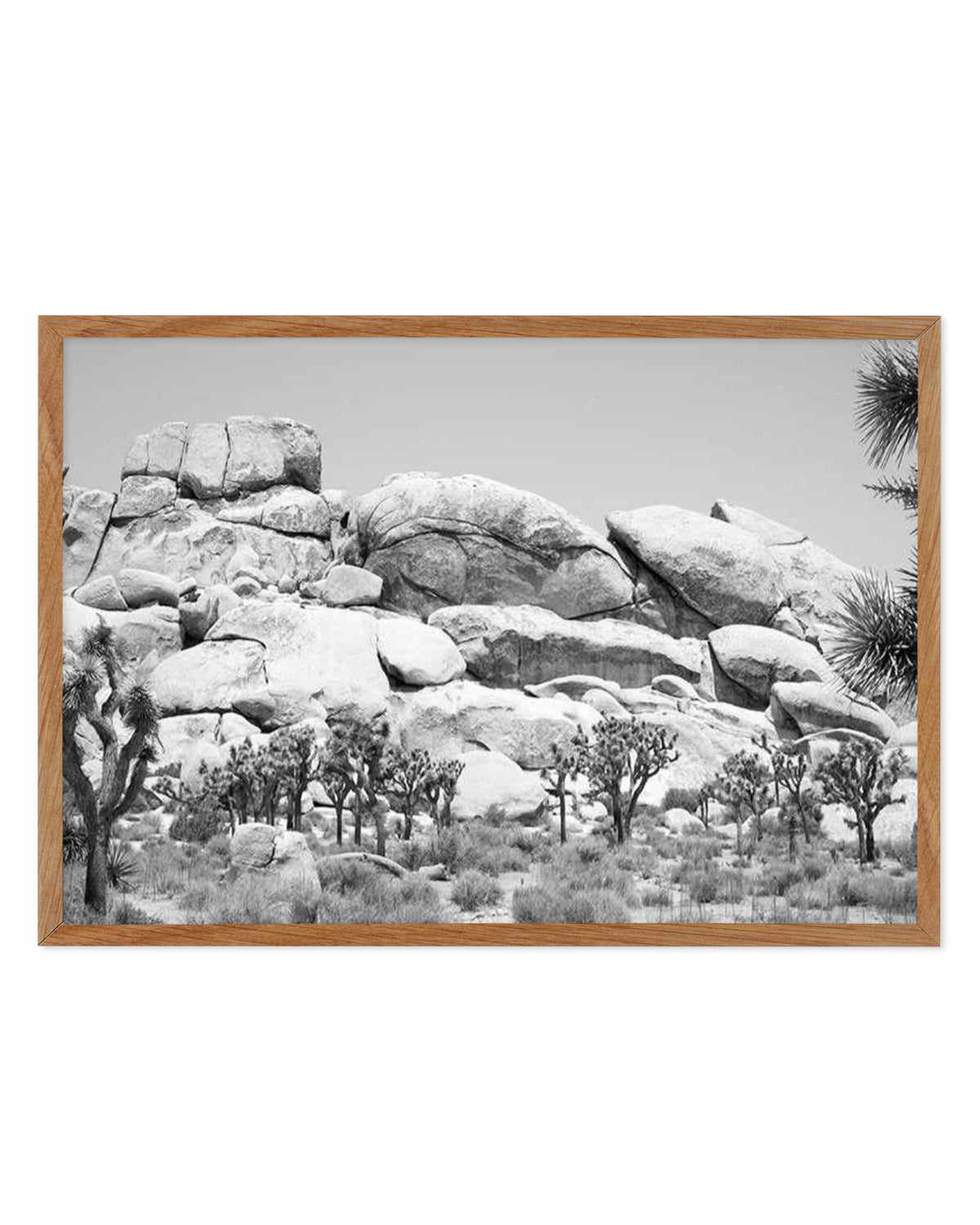 Joshua Tree I | B&W Art Print