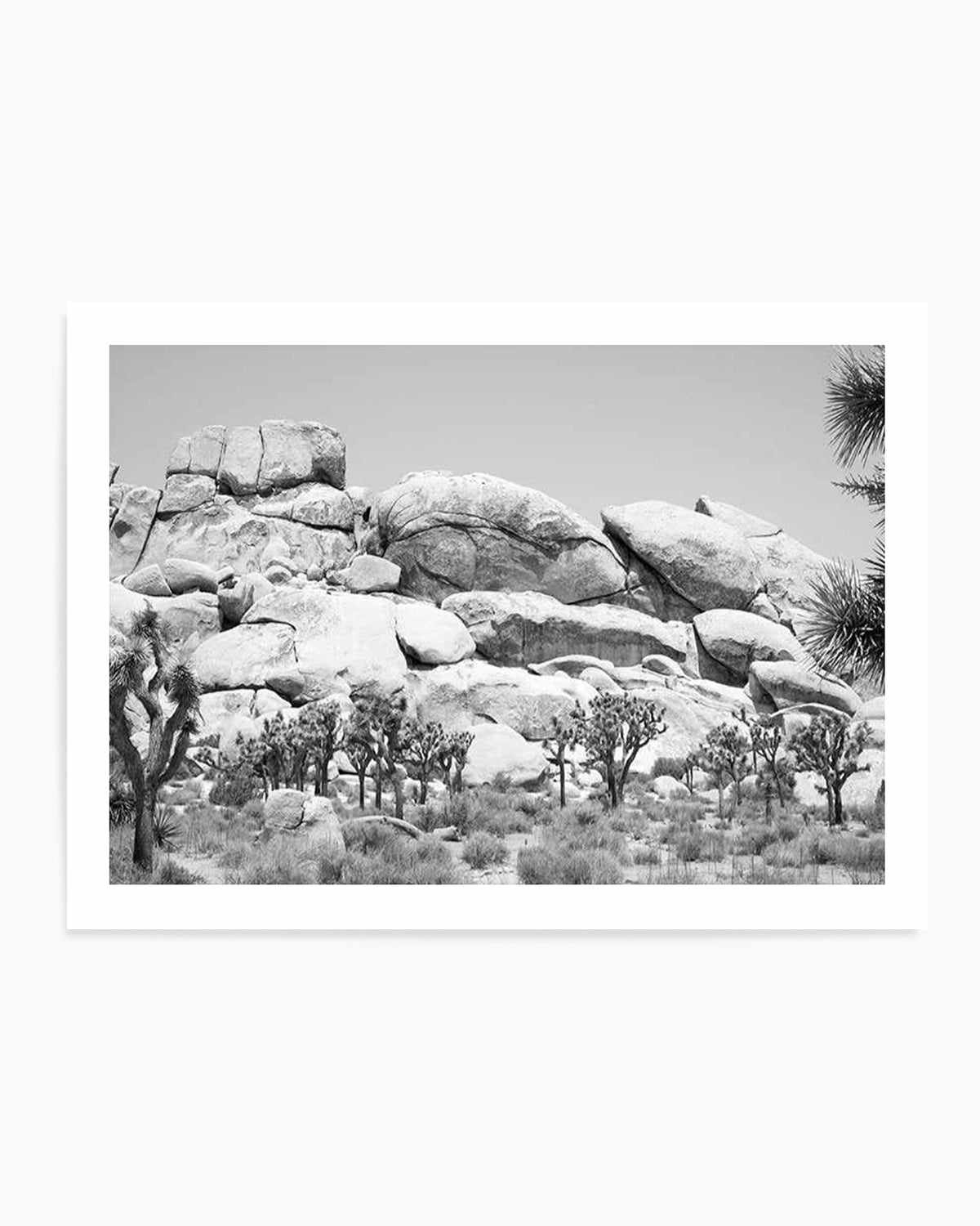 Joshua Tree I | B&W Art Print