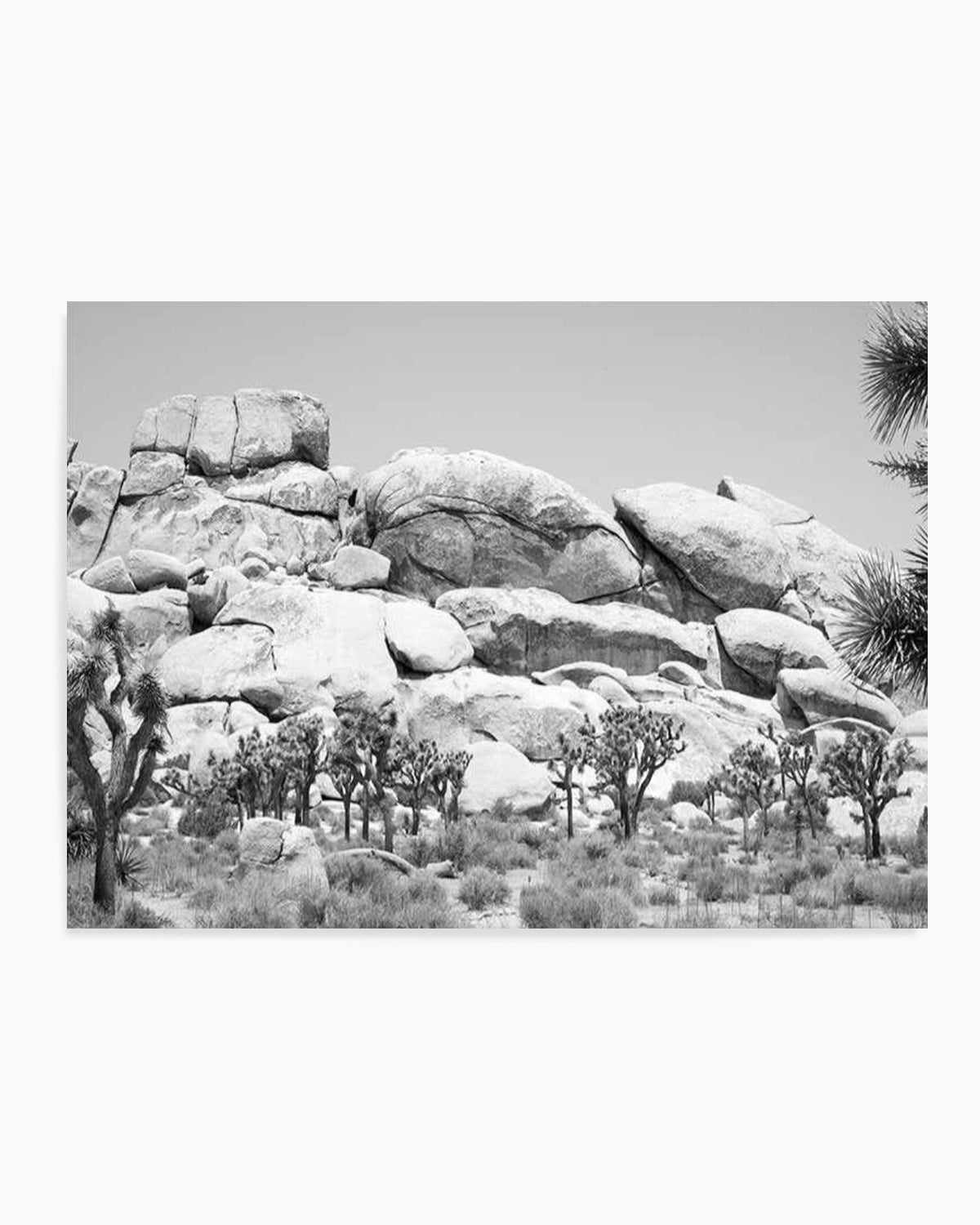 Joshua Tree I | B&W Art Print