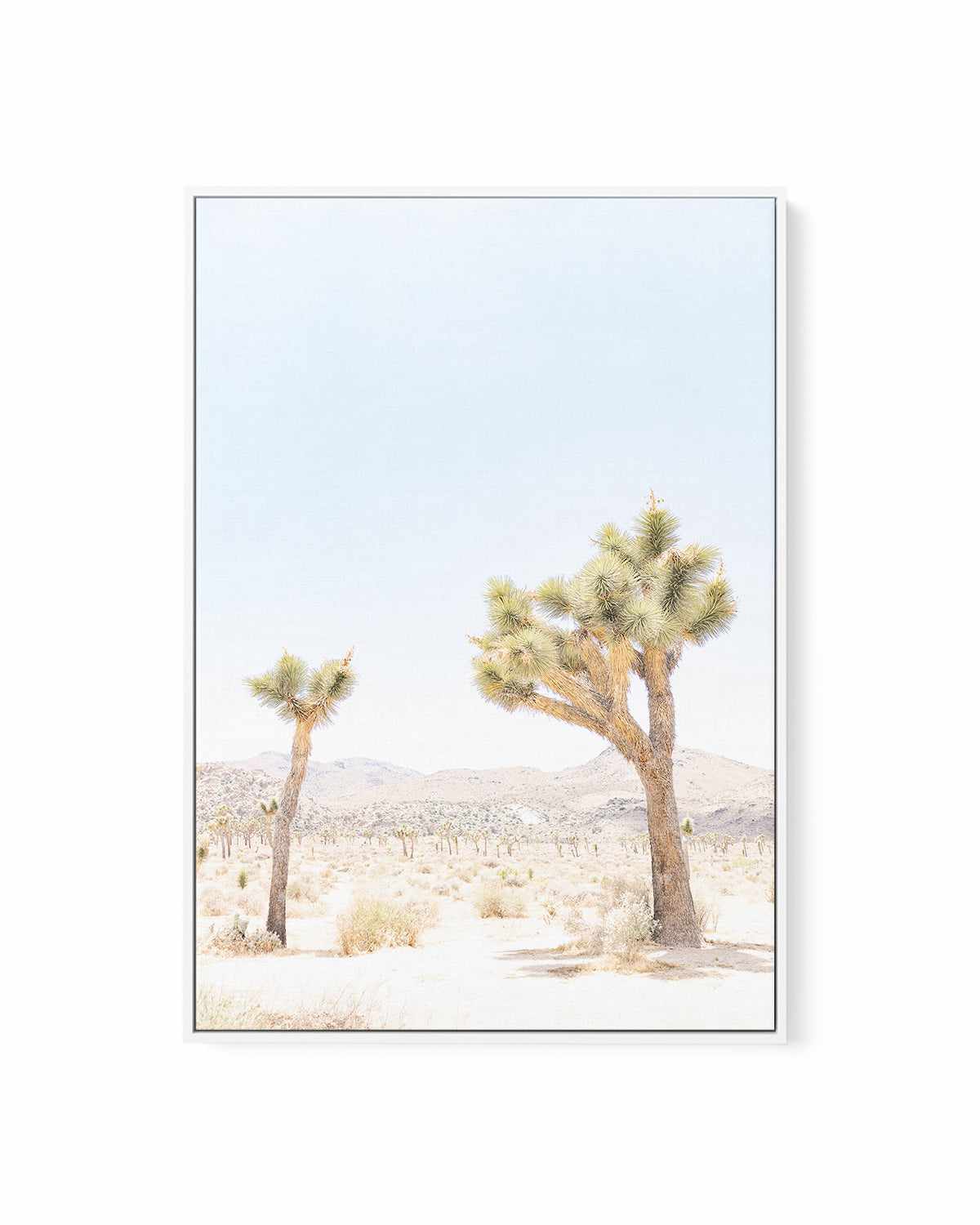 Joshua Tree II | Framed Canvas Art Print