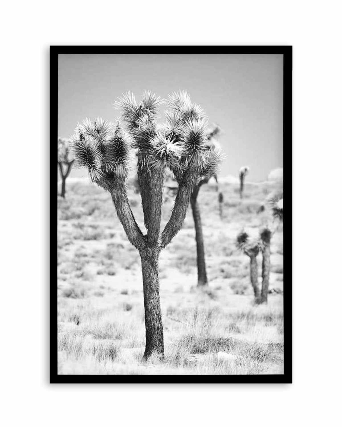 Joshua Tree II | B&W Art Print