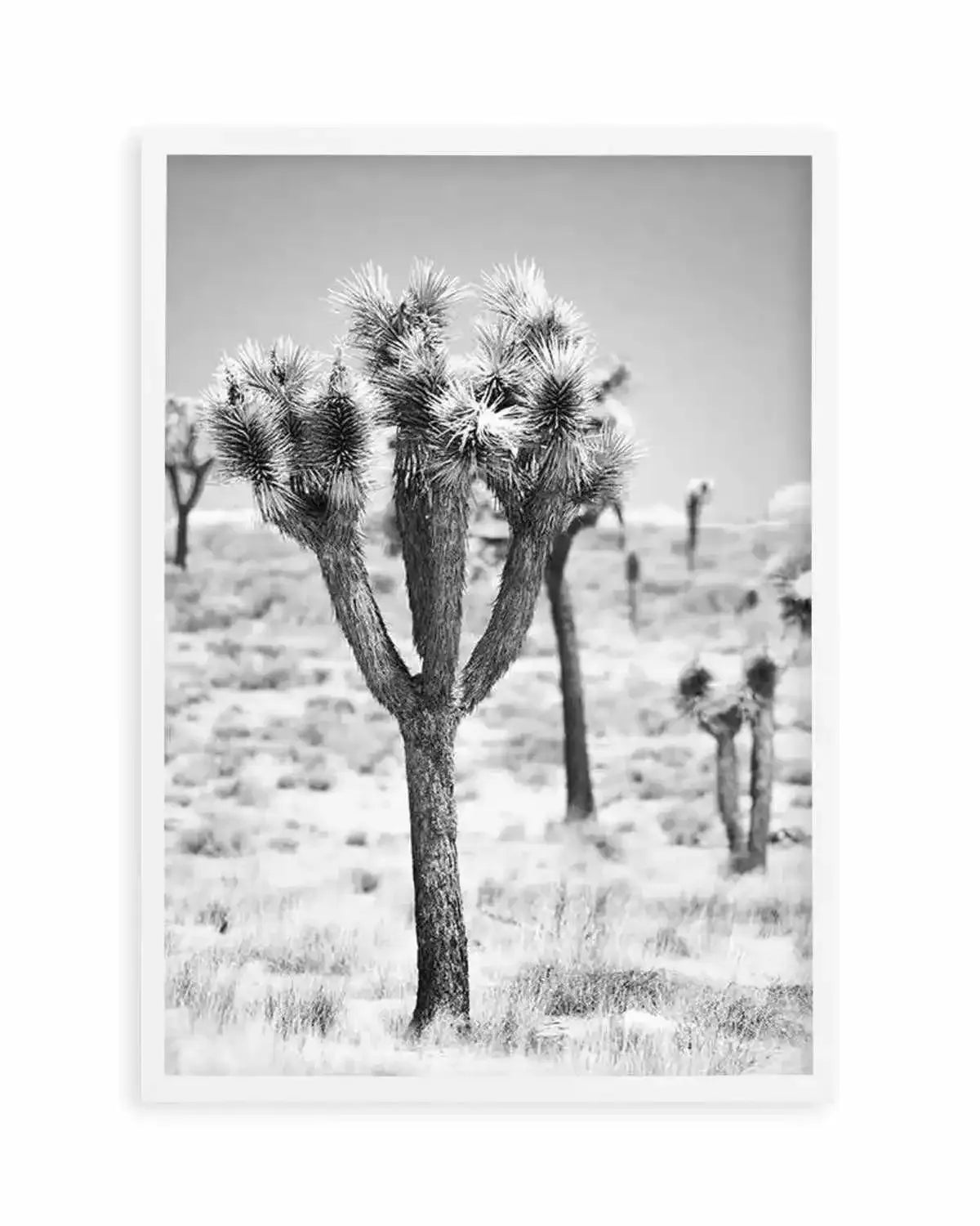 Joshua Tree II | B&W Art Print from Olive et Oriel where you can shop wallpaper and artworks online