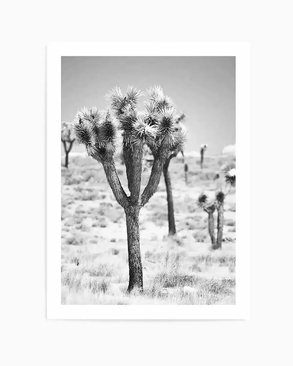 Joshua Tree II | B&W Art Print from Olive et Oriel where you can shop wallpaper and artworks online