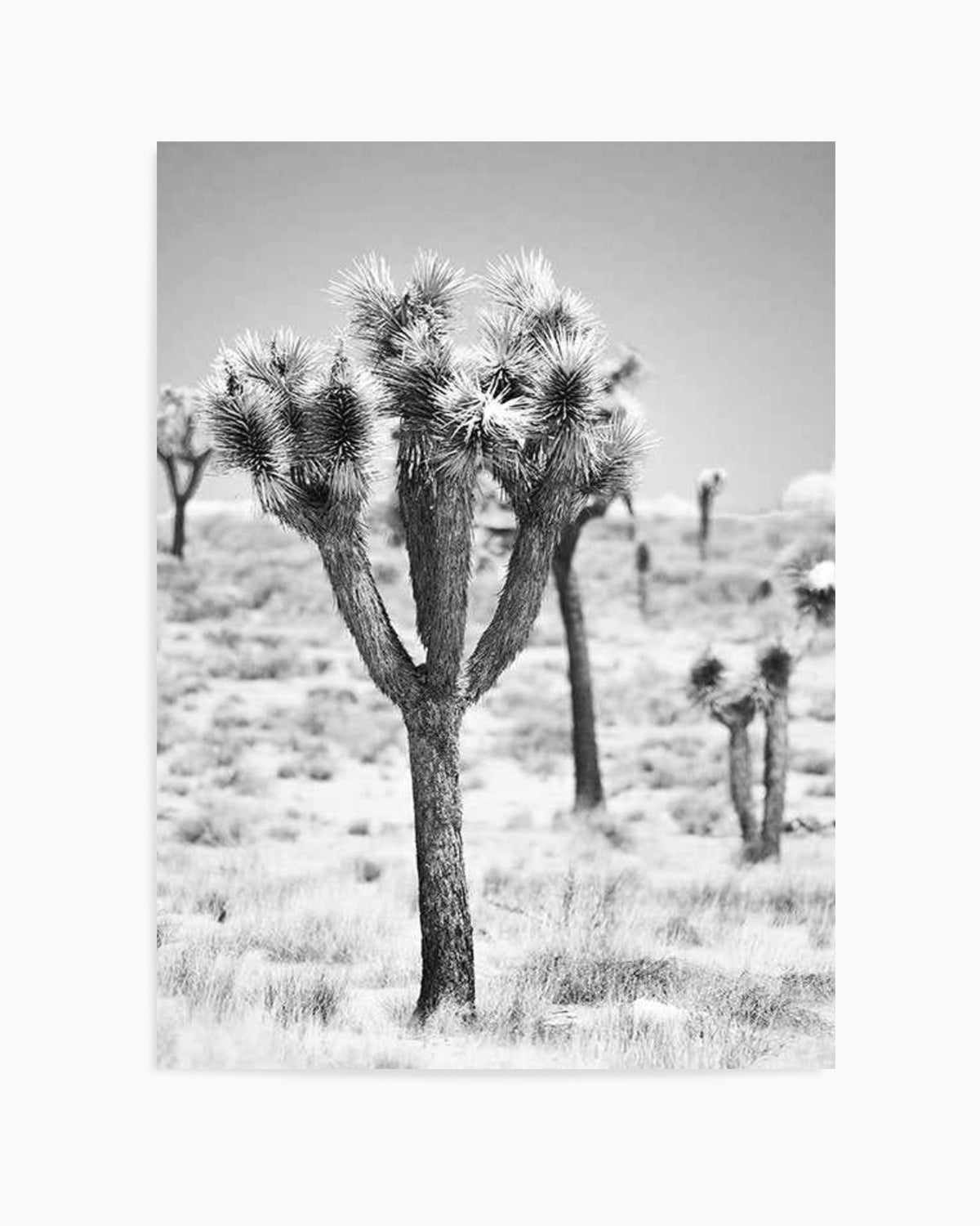 Joshua Tree II | B&W Art Print