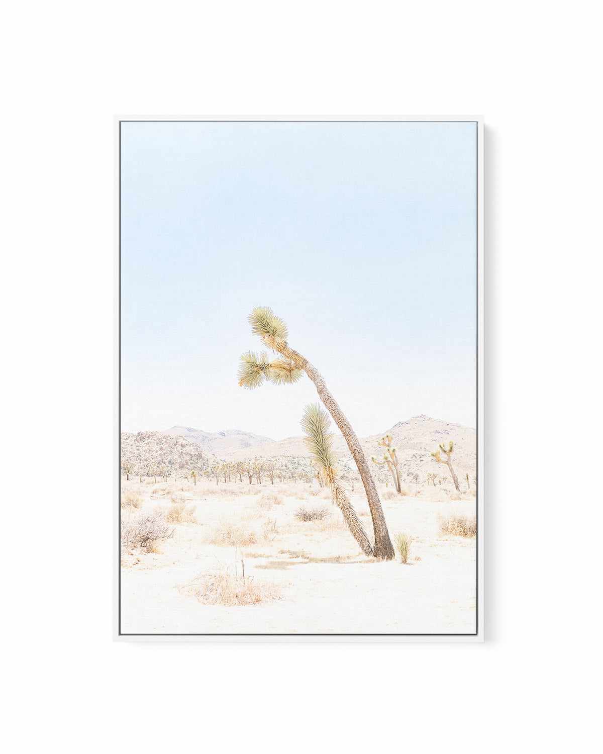 Joshua Tree III | Framed Canvas Art Print