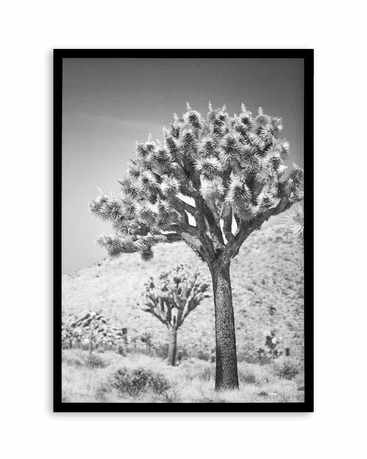 Joshua Tree III | B&W Art Print