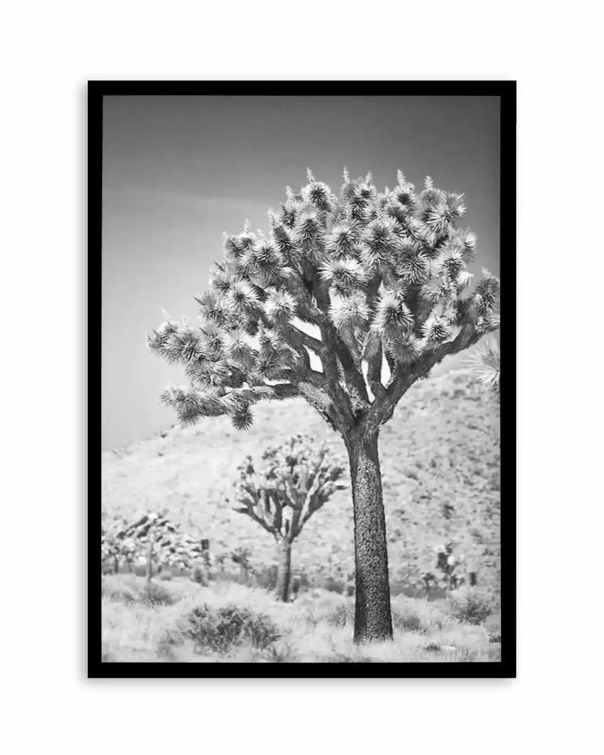 Joshua Tree III | B&W Art Print from Olive et Oriel where you can shop wallpaper and artworks online