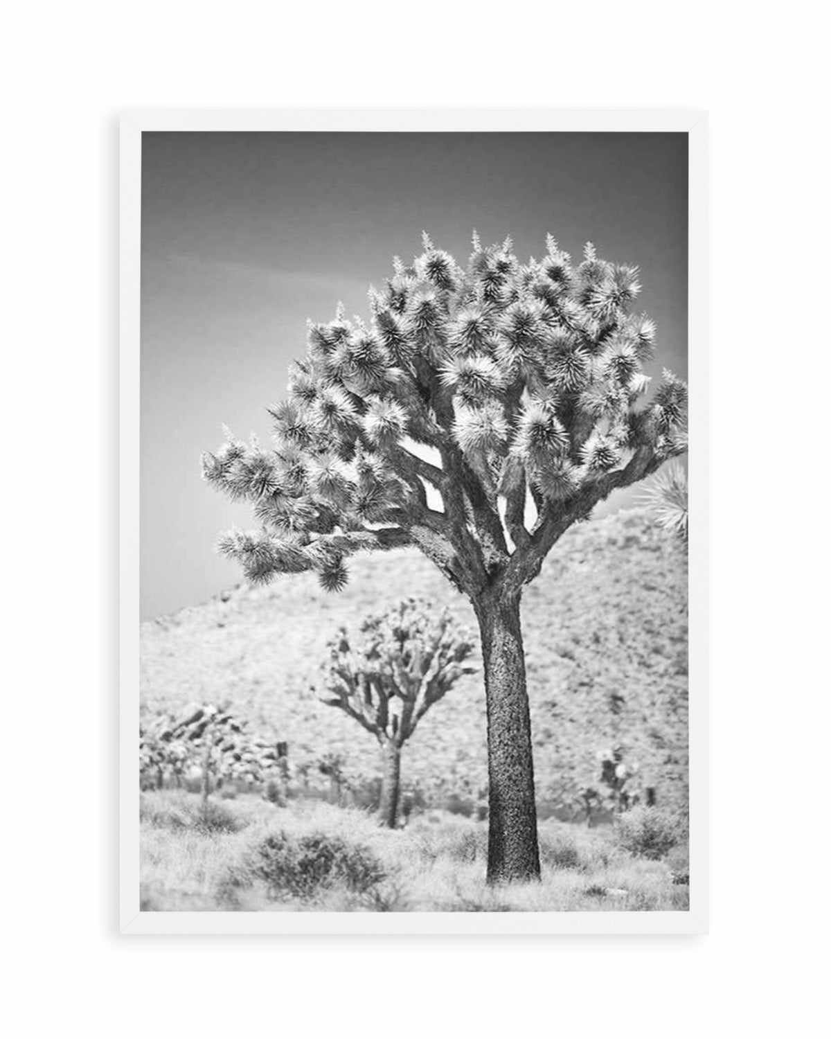 Joshua Tree III | B&W Art Print