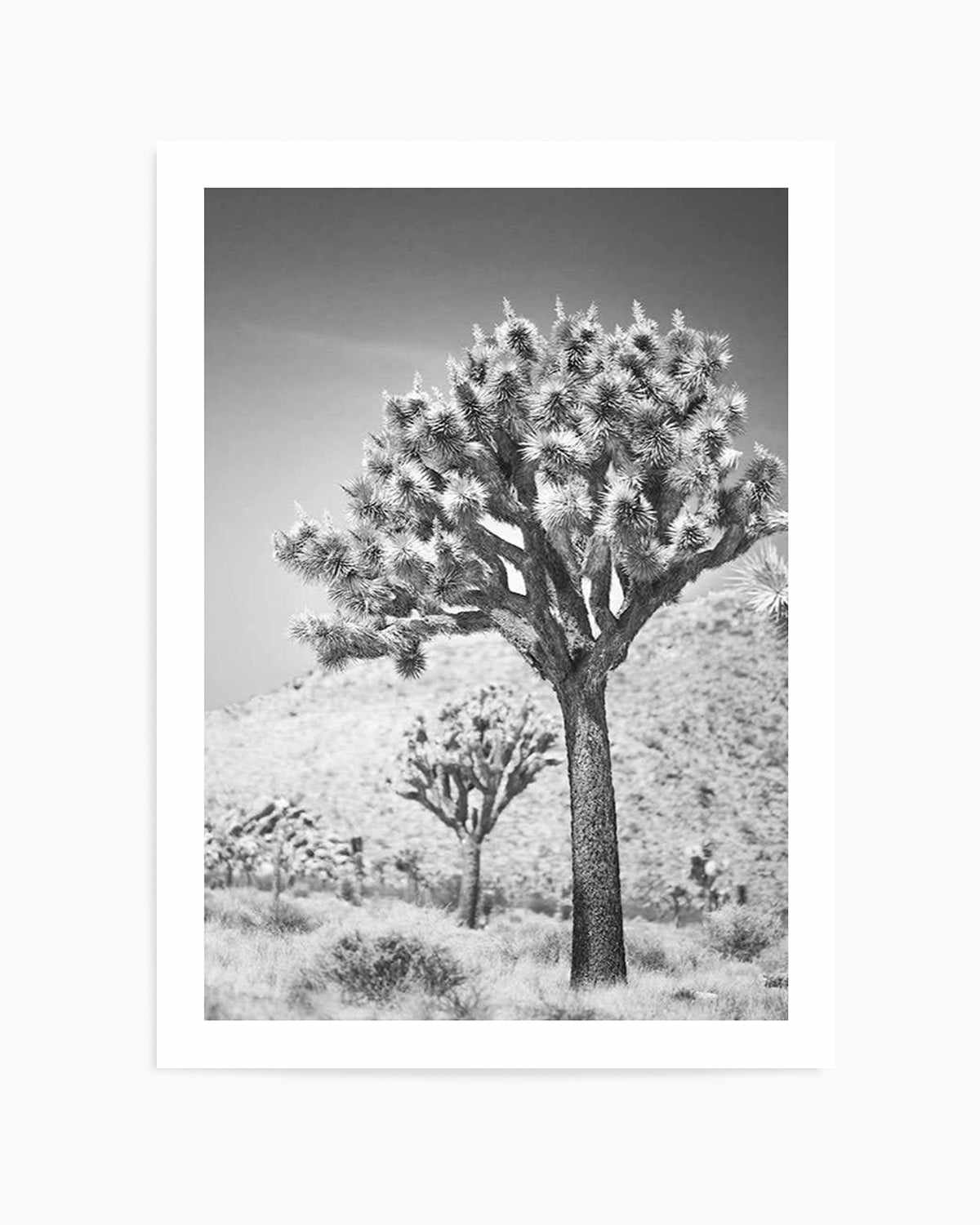 Joshua Tree III | B&W Art Print