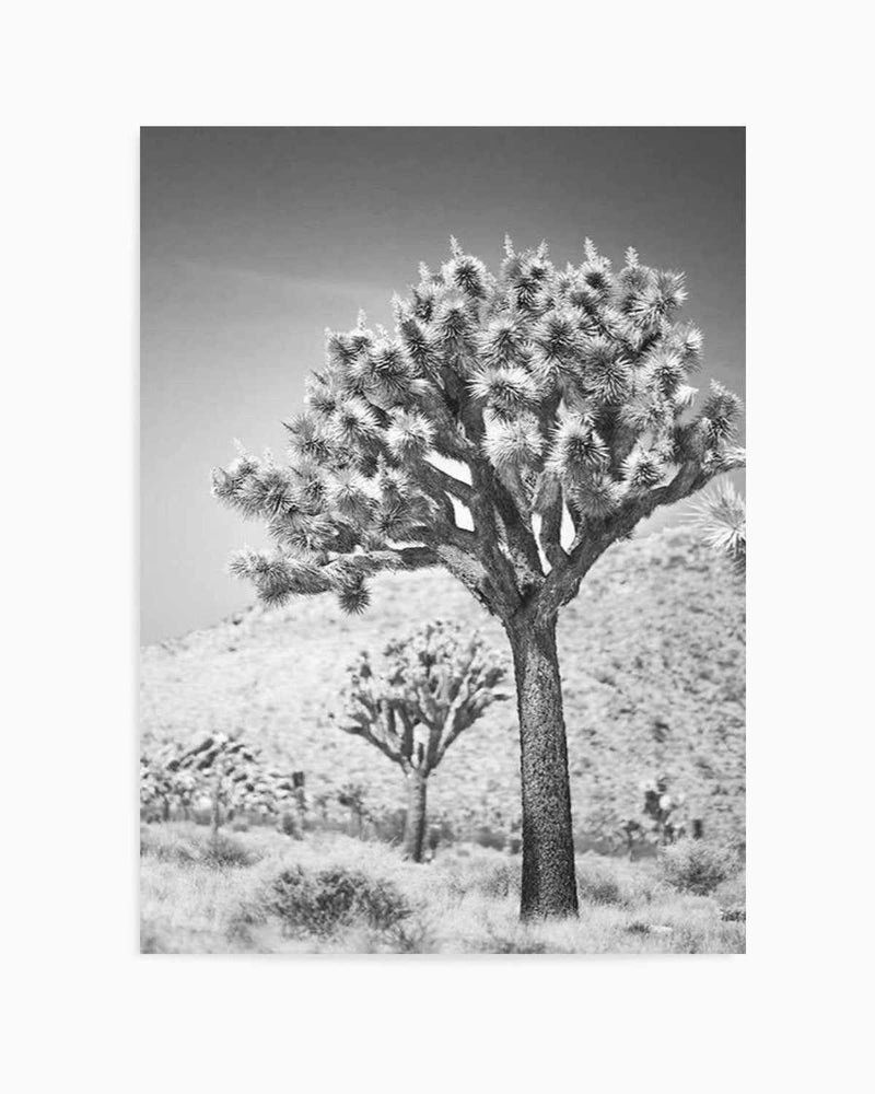 Joshua Tree III | B&W Art Print
