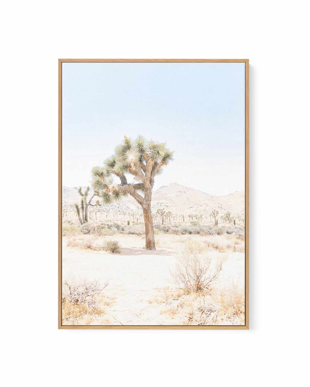 Joshua Tree IV | Framed Canvas Art Print