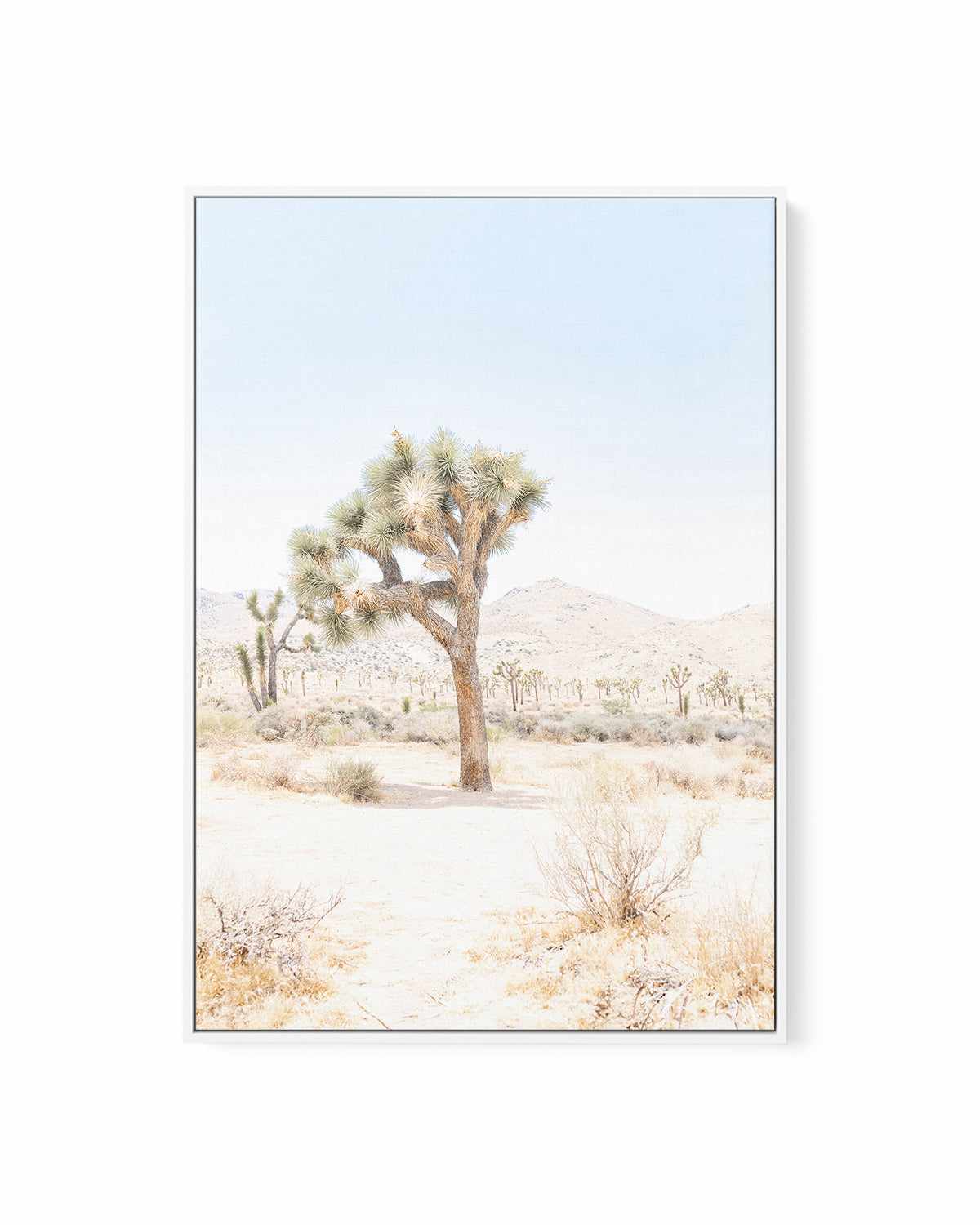 Joshua Tree IV | Framed Canvas Art Print