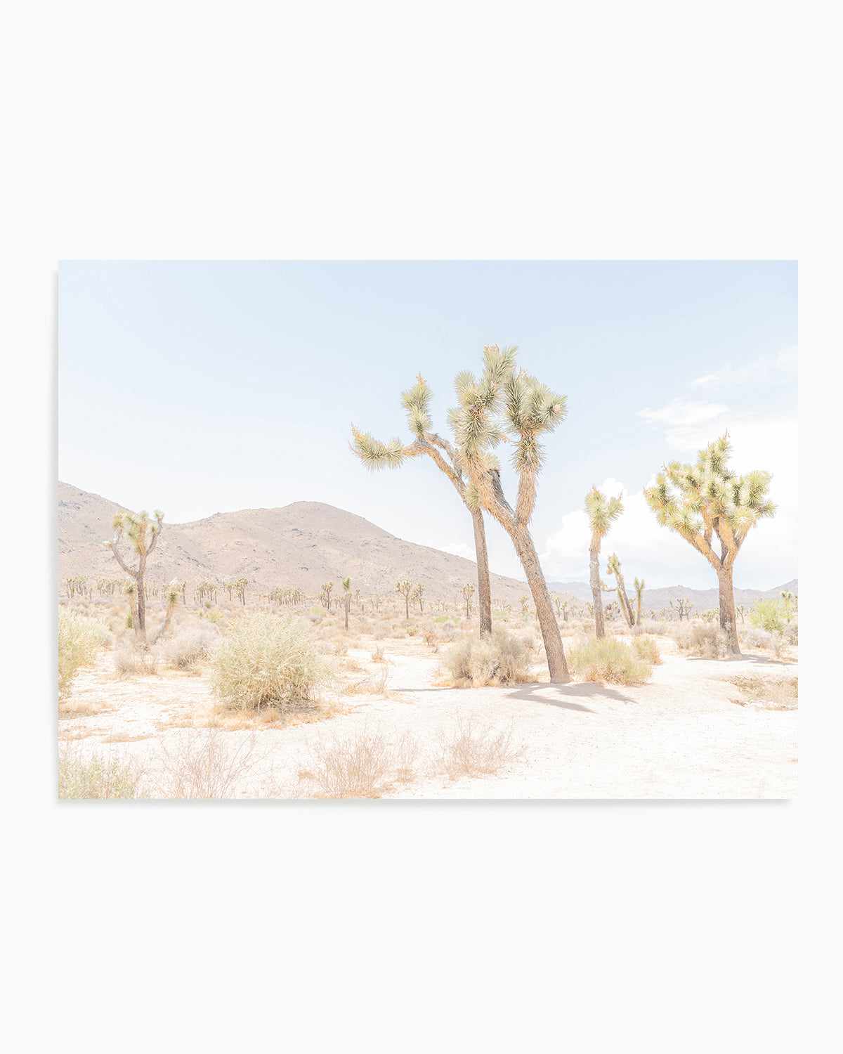 Joshua Tree Into the Desert I Art Print