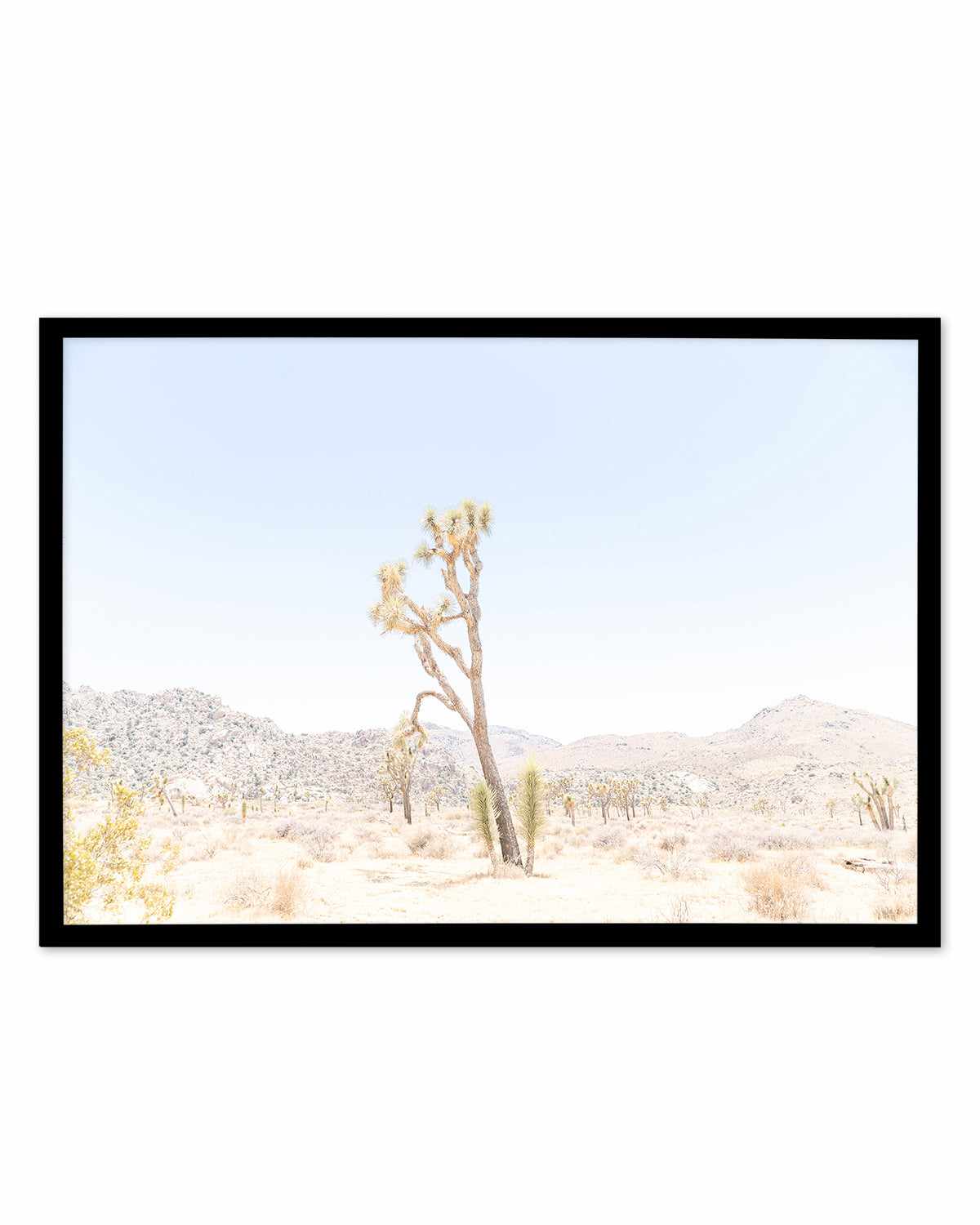 Joshua Tree Into the Desert II Art Print