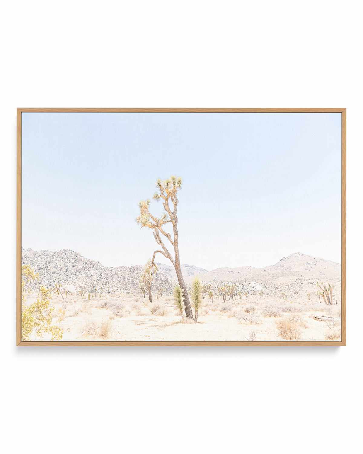 Joshua Tree Into the Desert II | Framed Canvas Art Print