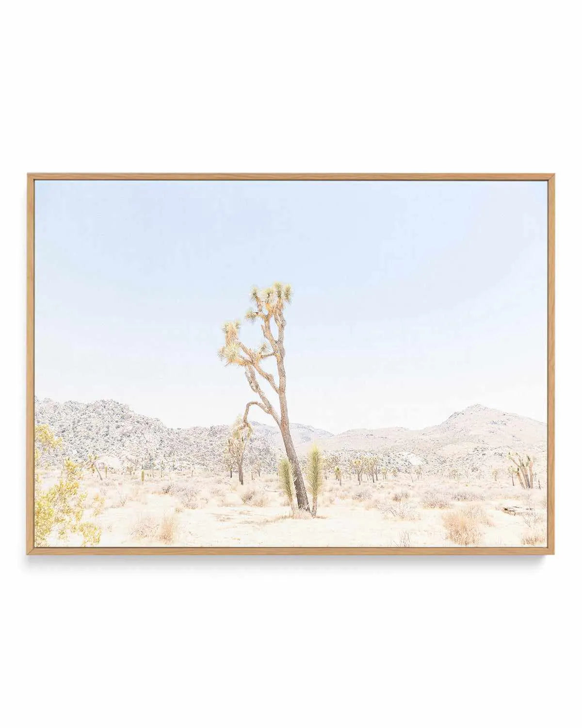 Joshua Tree Into the Desert II | Framed Canvas Art Print from Olive et Oriel where you can shop wallpaper and artworks online