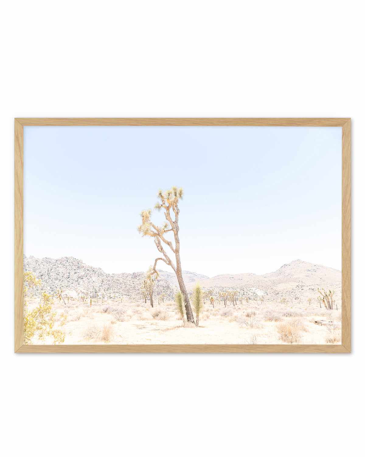 Joshua Tree Into the Desert II Art Print