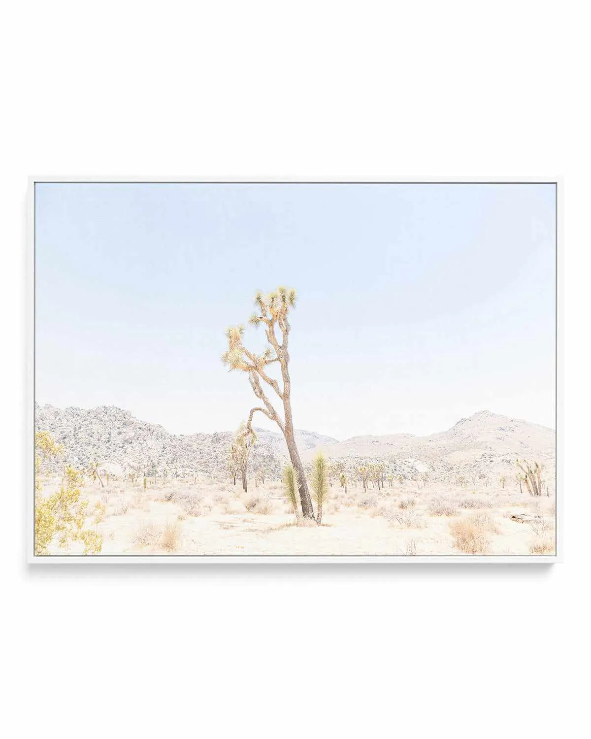 Joshua Tree Into the Desert II | Framed Canvas Art Print from Olive et Oriel where you can shop wallpaper and artworks online