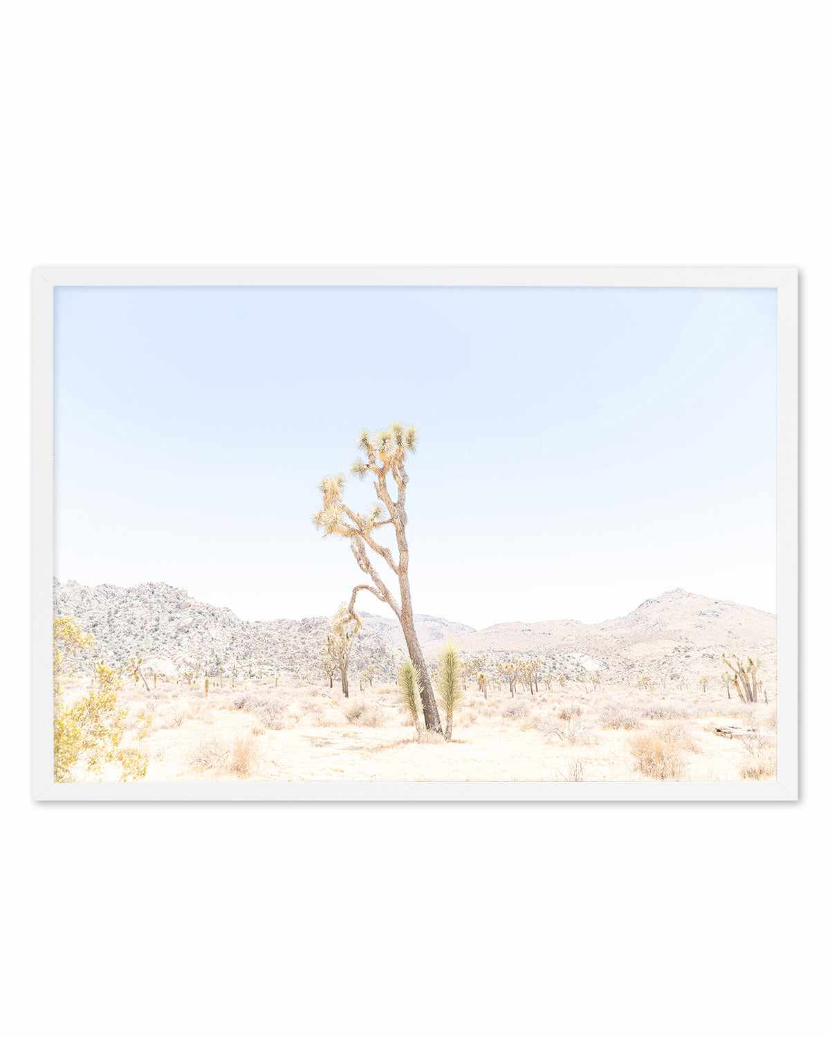 Joshua Tree Into the Desert II Art Print