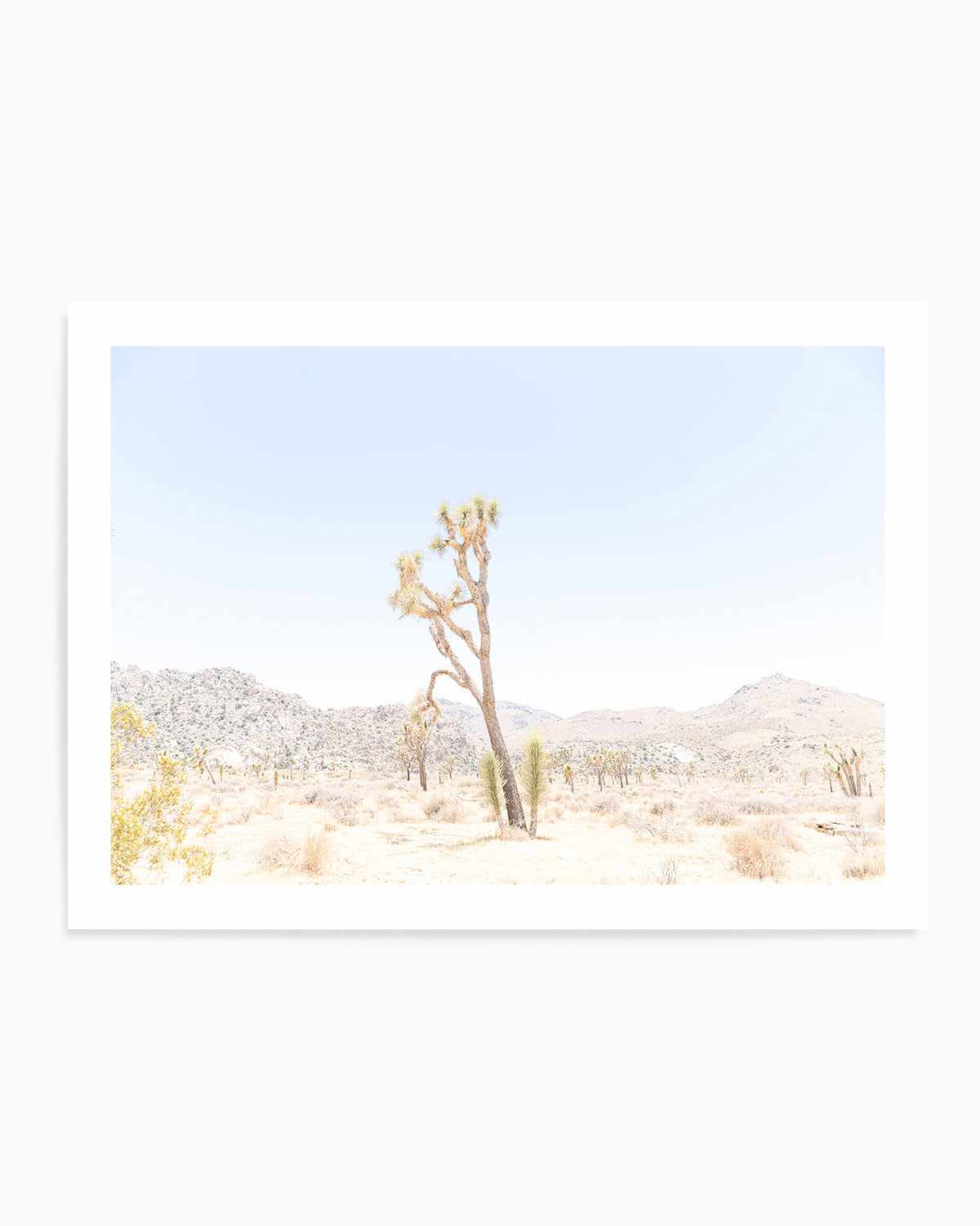 Joshua Tree Into the Desert II Art Print