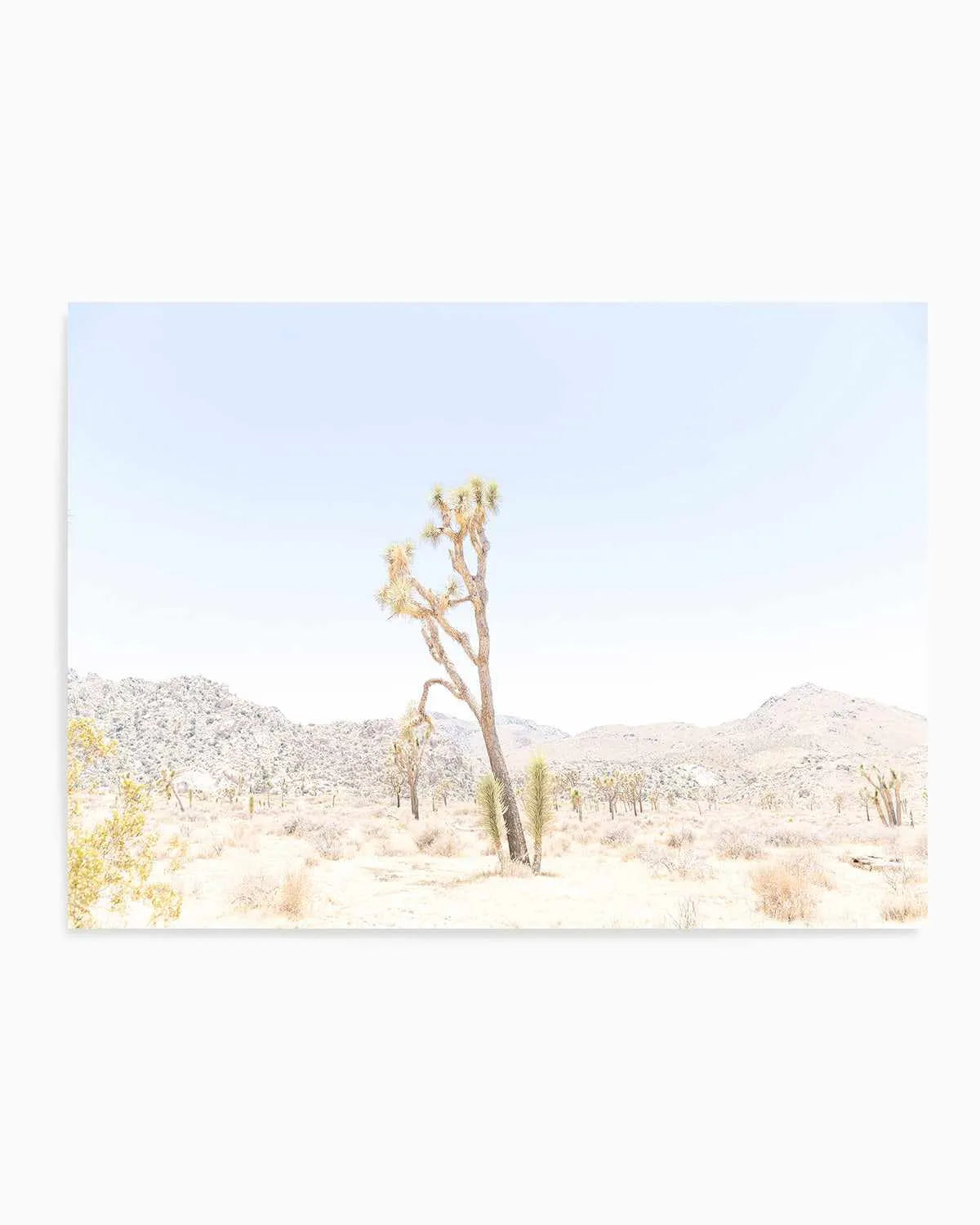 Joshua Tree Into the Desert II Art Print from Olive et Oriel where you can shop wallpaper and artworks online